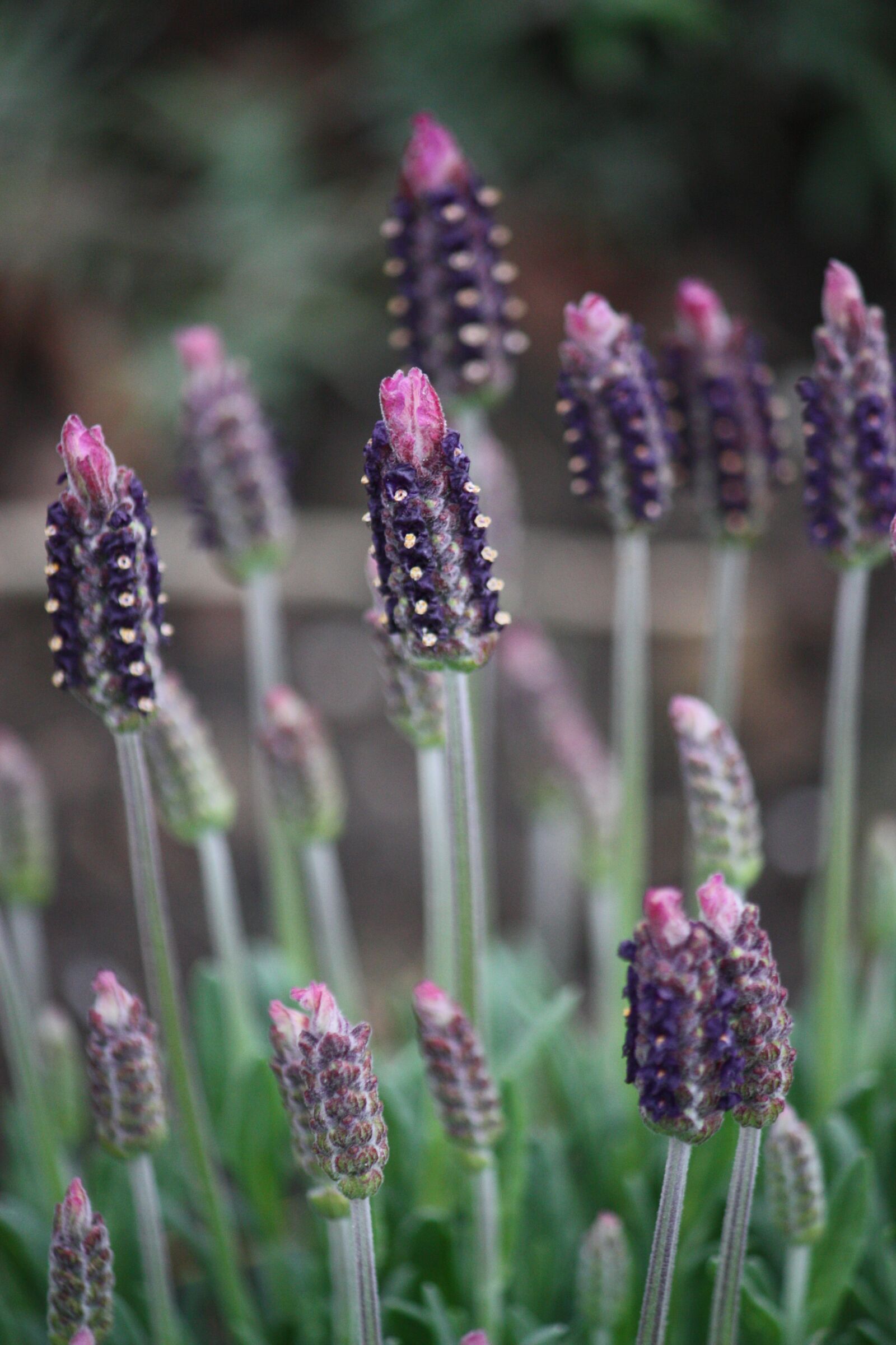 Canon EOS 450D (EOS Rebel XSi / EOS Kiss X2) sample photo. French lavender, lavender, herbs photography