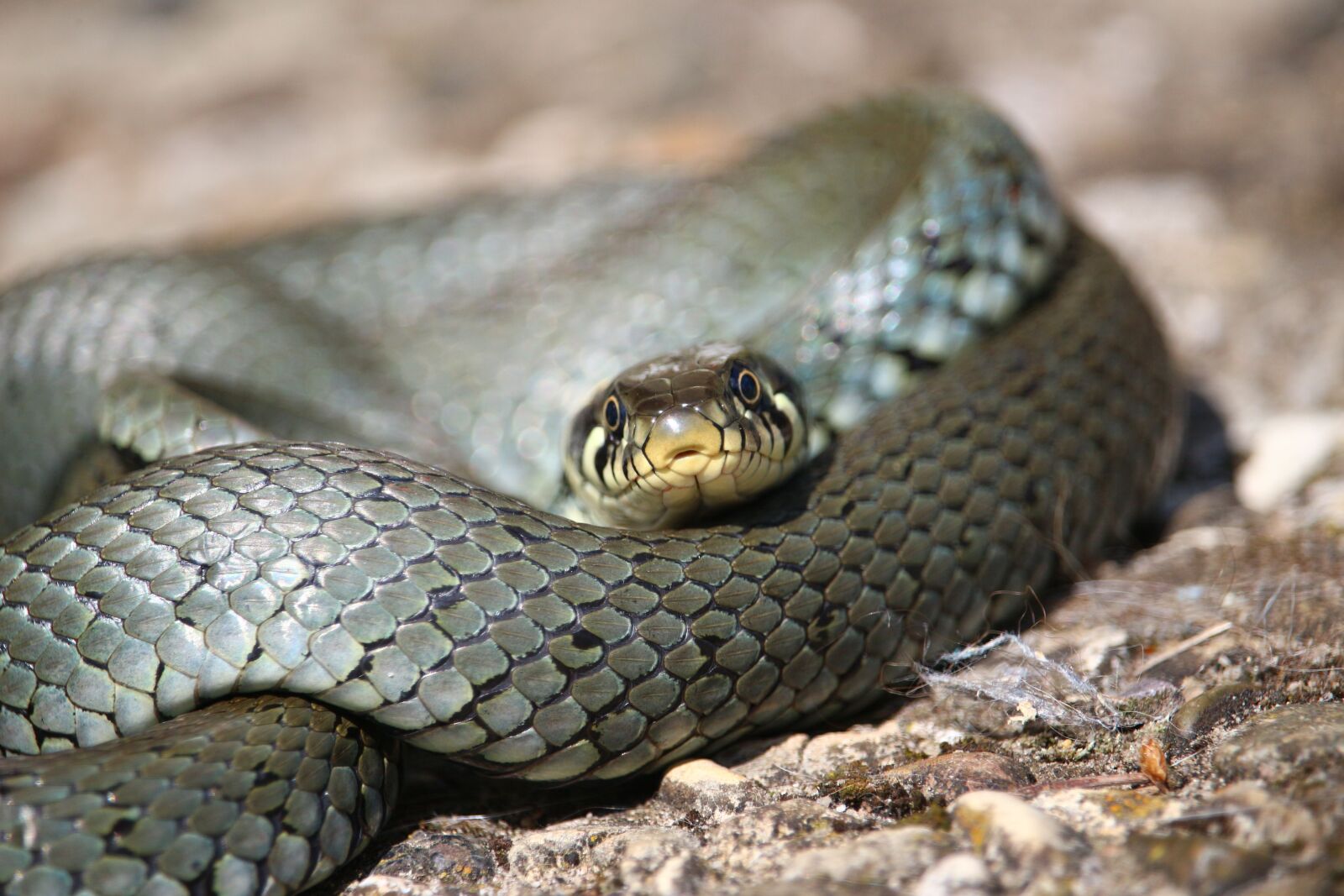 Canon EOS 100D (EOS Rebel SL1 / EOS Kiss X7) sample photo. Snake, grass snake, natter photography