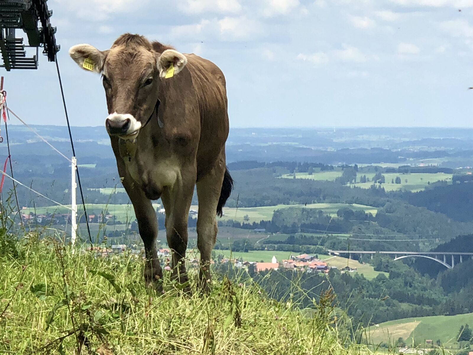 iPhone X back dual camera 6mm f/2.4 sample photo. Cow, bavaria, alpspitze photography