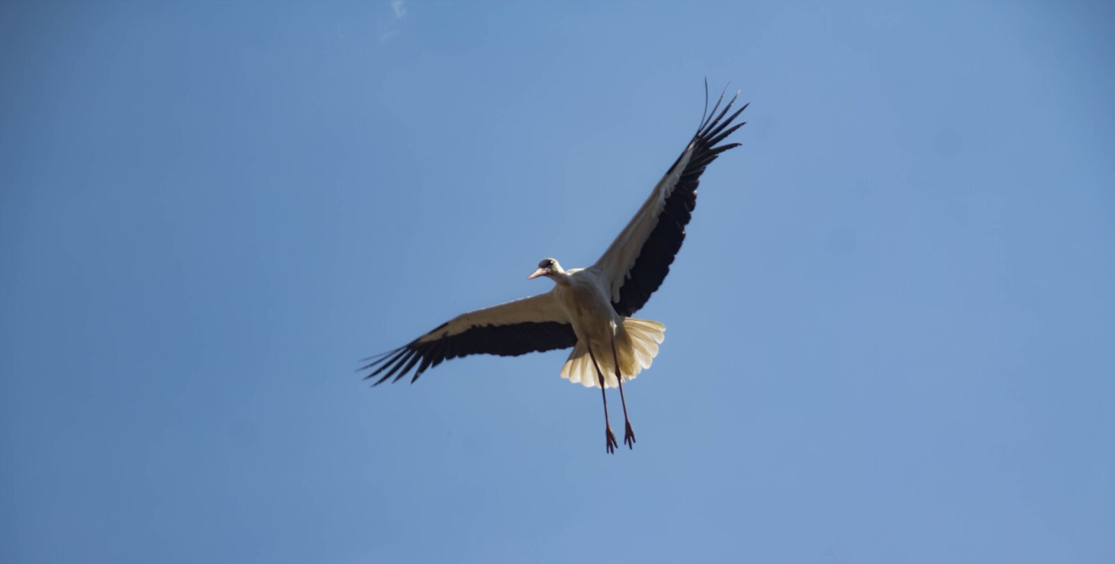 Canon EOS 60D sample photo. Flight, bird, stork photography