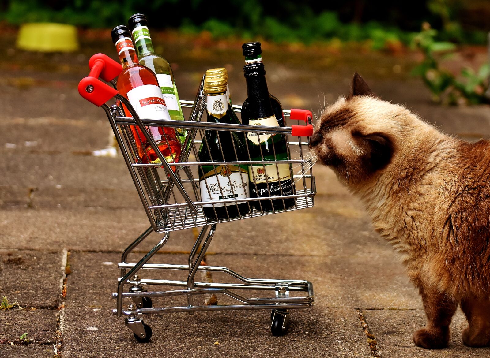 Nikon D7200 sample photo. Shopping cart, wine bottles photography
