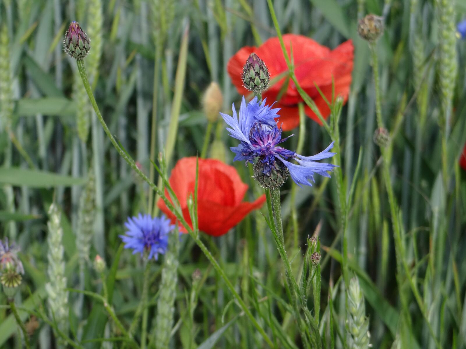 Sony DSC-HX200V sample photo. Poppies, field flowers, cornflower photography