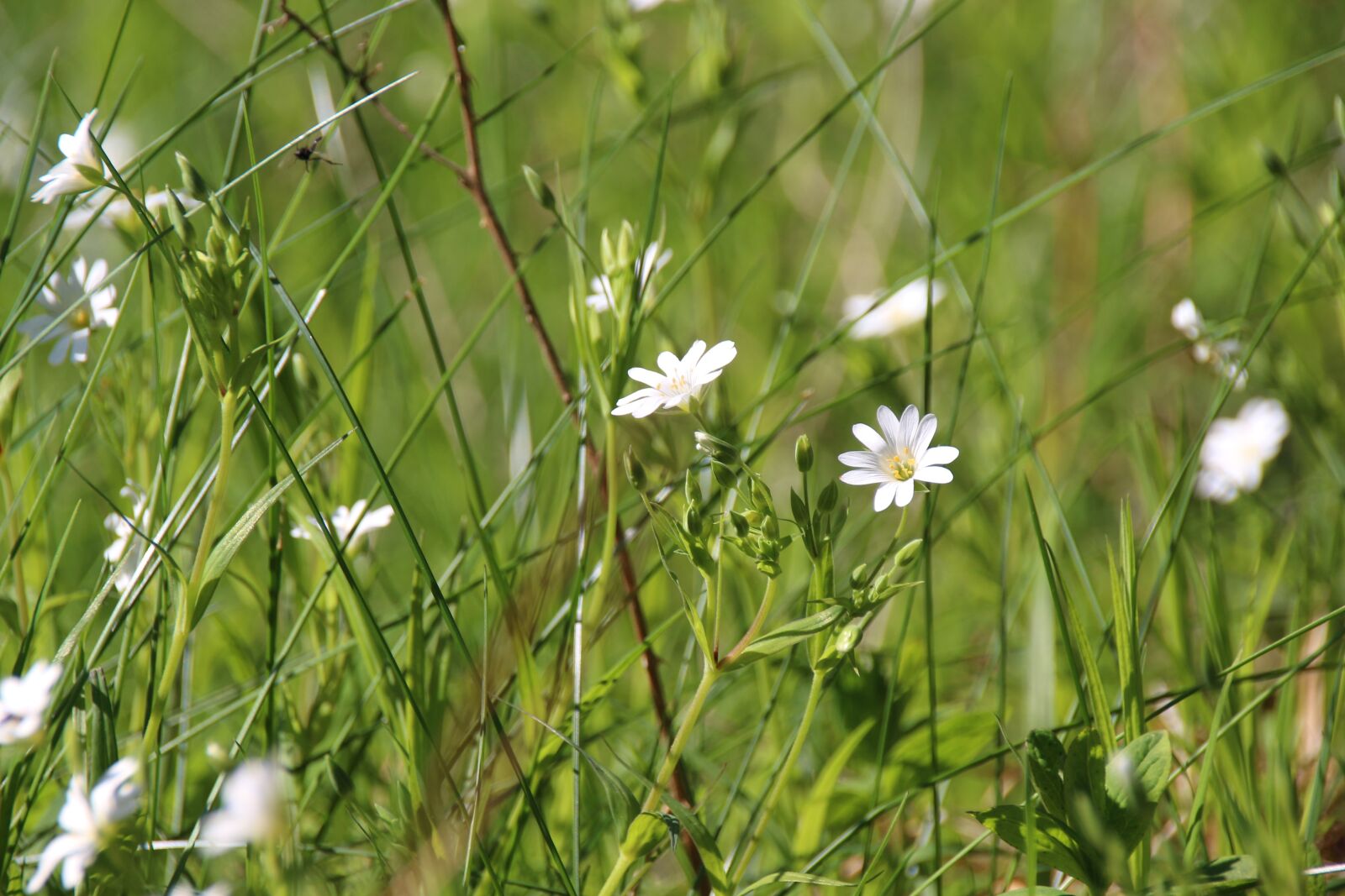 Canon EOS 700D (EOS Rebel T5i / EOS Kiss X7i) sample photo. Nature, green, meadow photography