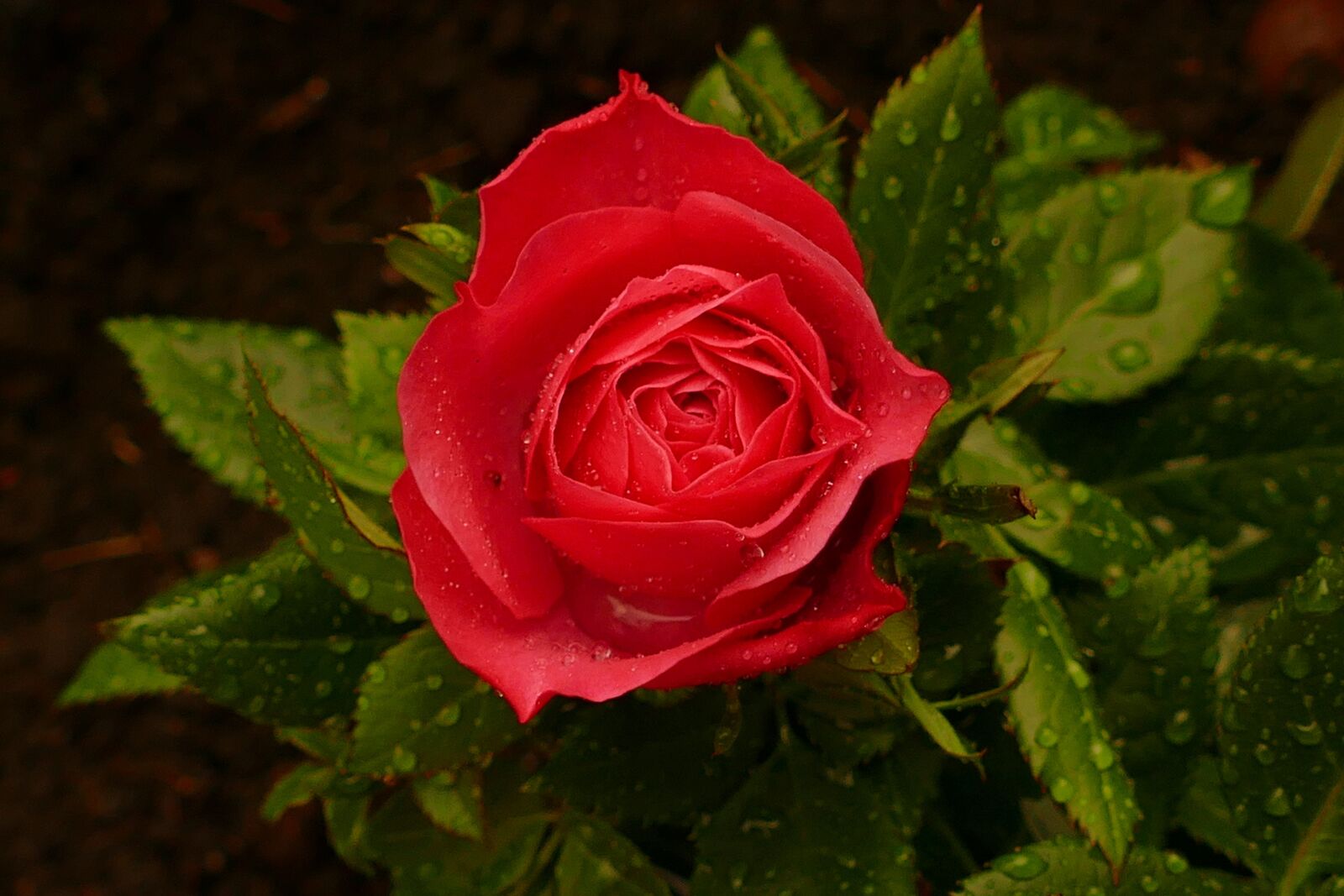 Panasonic Lumix DMC-FZ1000 sample photo. Rose, red rose, blossom photography