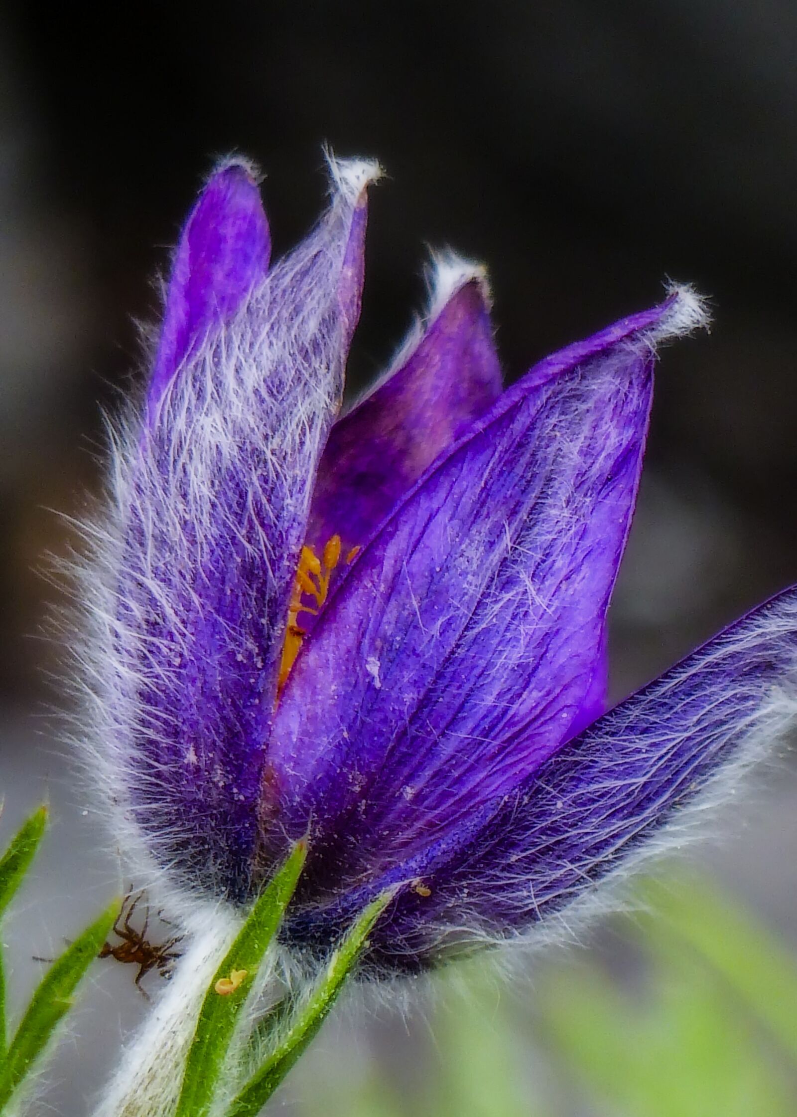 Panasonic Lumix DMC-FZ200 sample photo. Flower, nature, flora photography