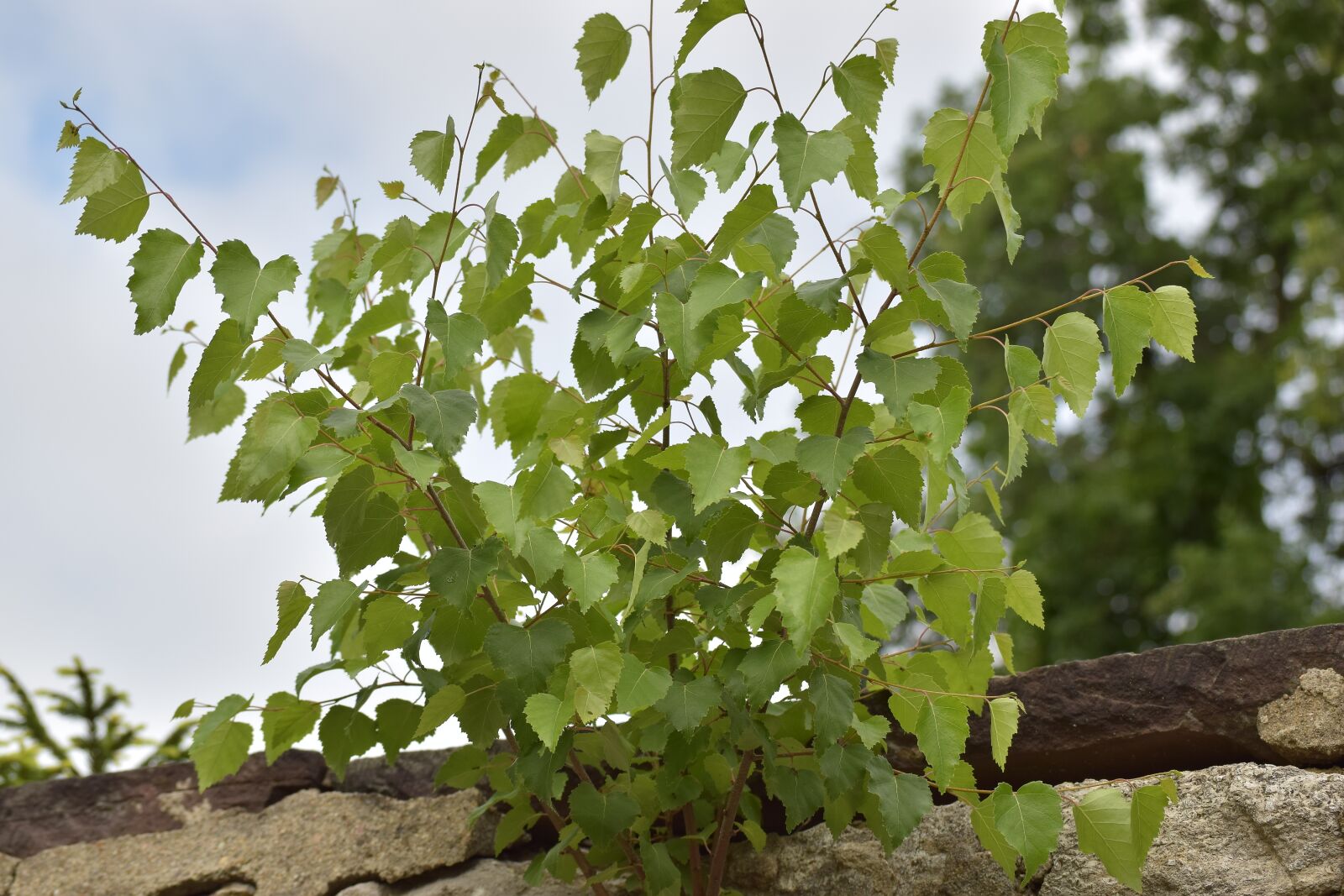 Nikon D5300 sample photo. Wall, birch, fouling photography