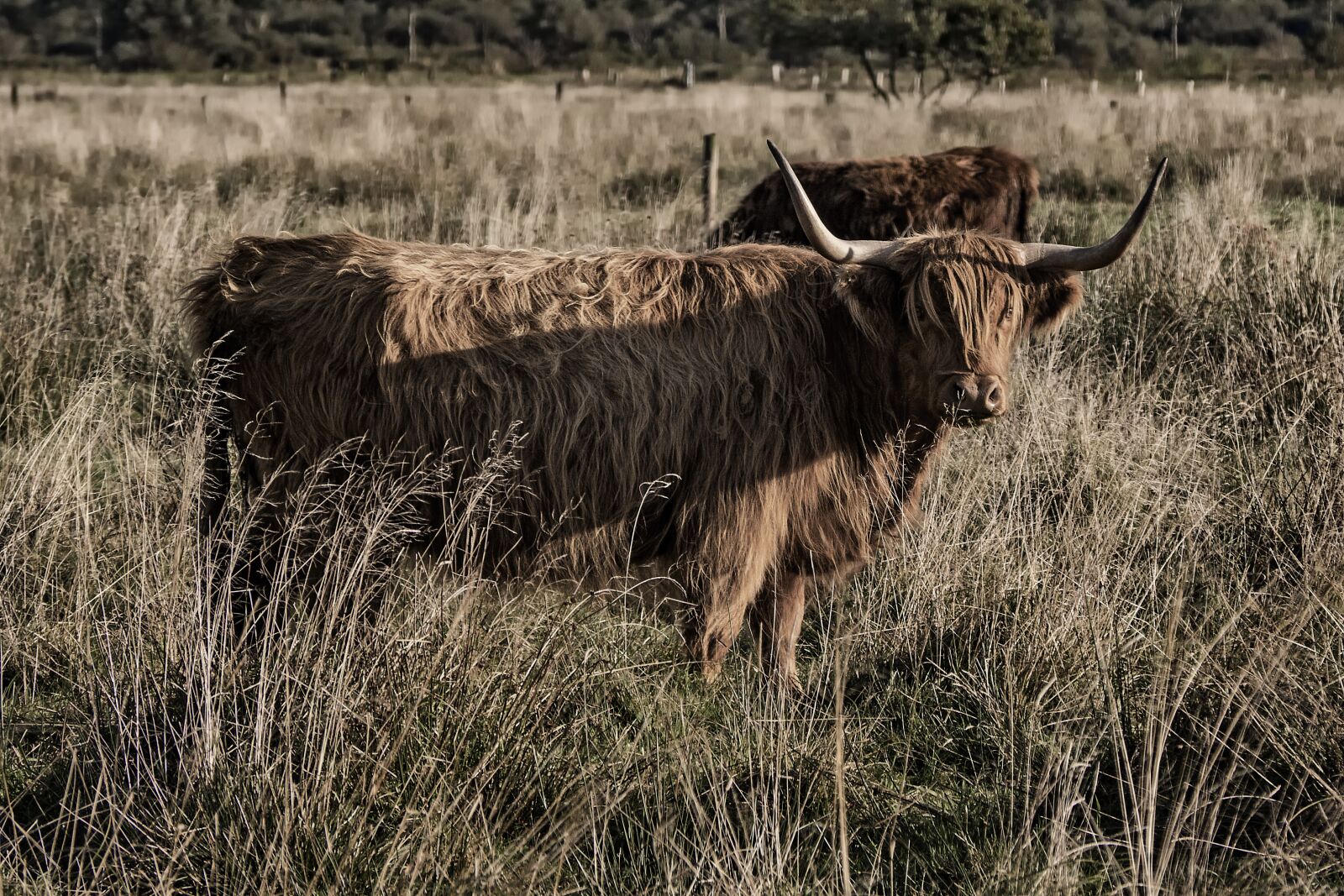 Olympus OM-D E-M10 sample photo. Galloway, beef, livestock photography