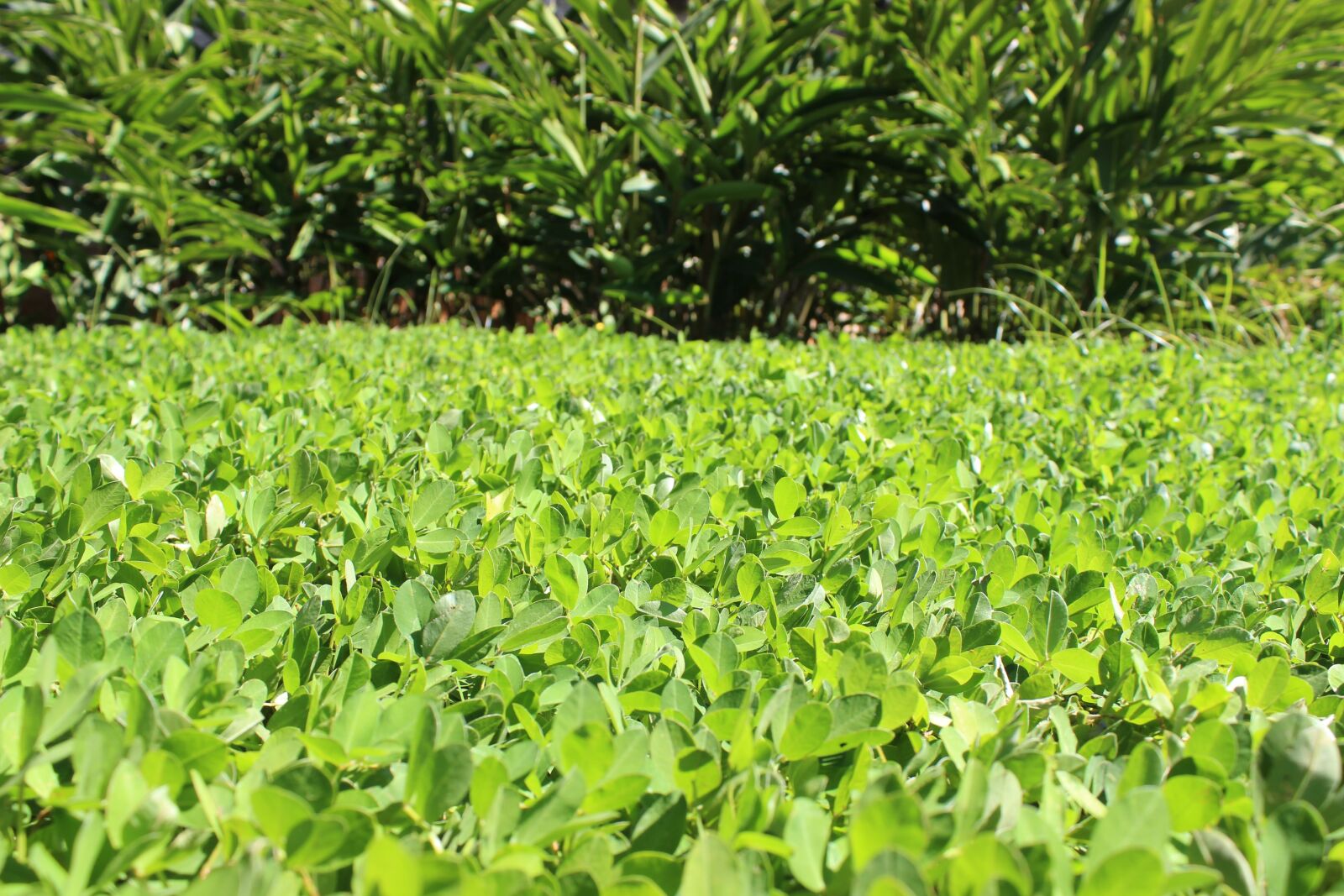 Canon EOS 600D (Rebel EOS T3i / EOS Kiss X5) sample photo. Garden, leaf, green photography