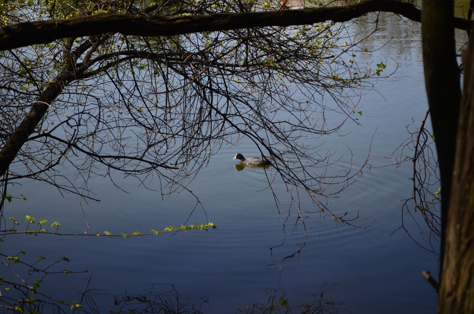 Nikon D5100 sample photo. Trees, pond, duck photography