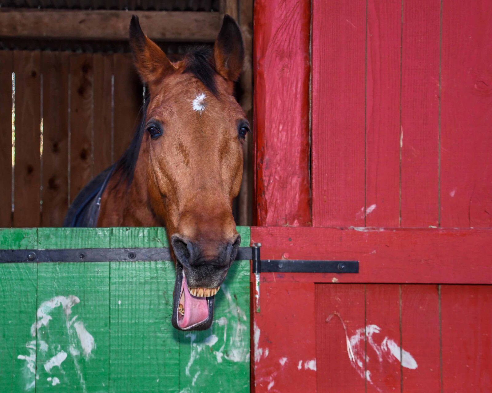 Nikon D500 sample photo. Door, barn, cavalry, horse photography