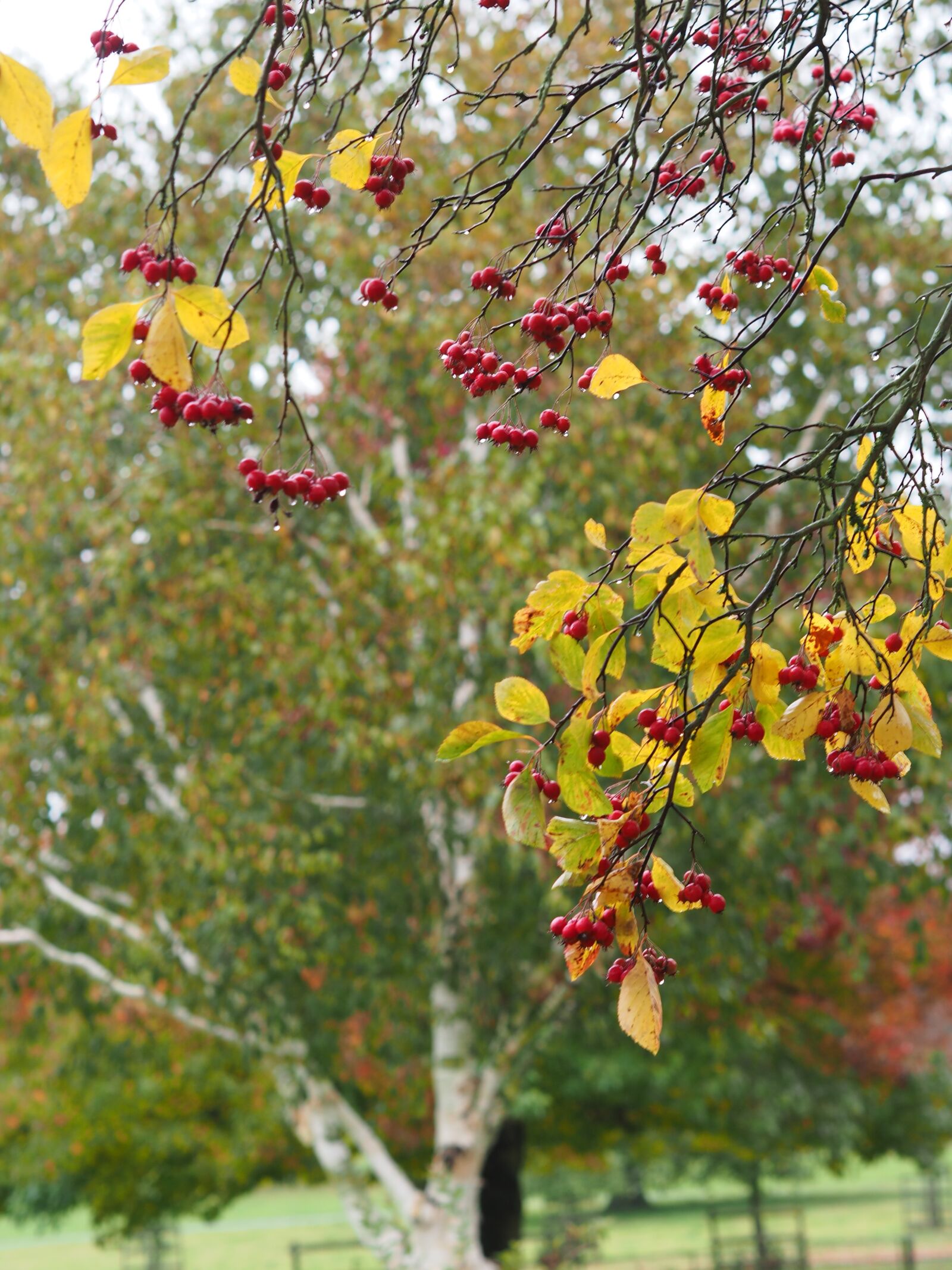 Olympus OM-D E-M5 II sample photo