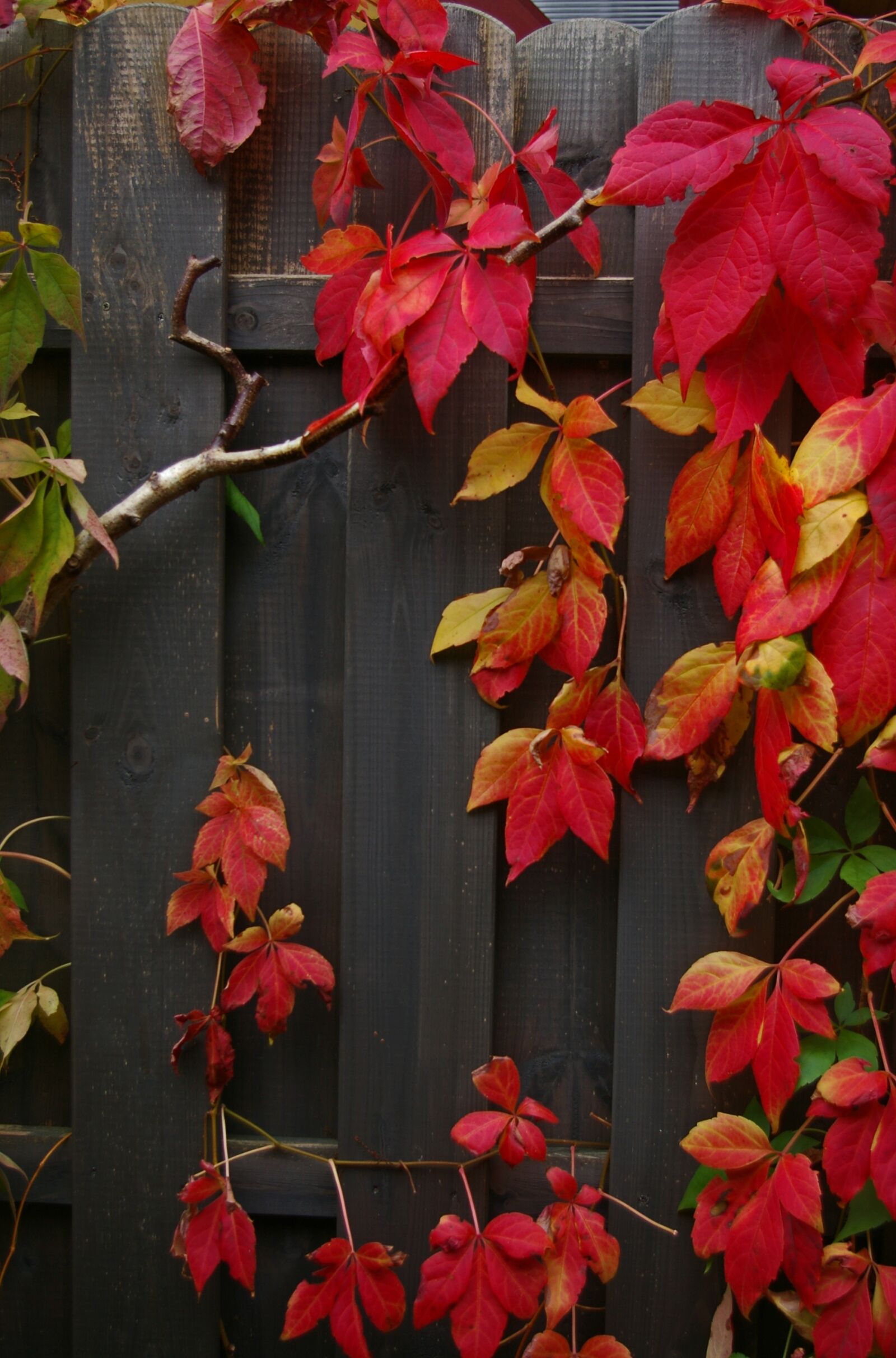 Pentax *ist DL2 sample photo. Autumn, fall foliage, golden photography