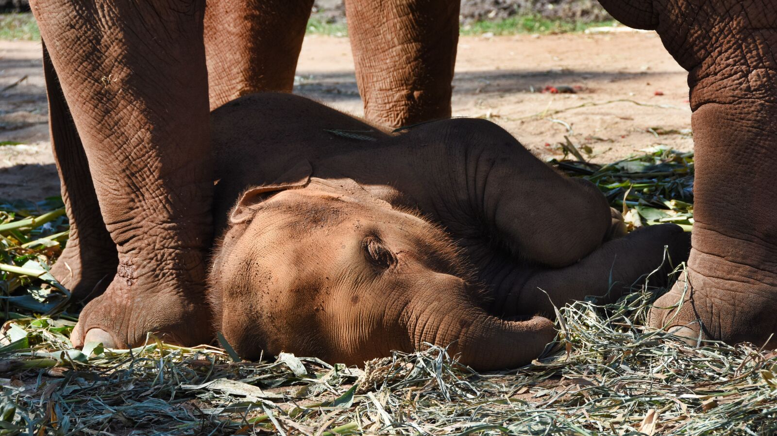 Nikon D7200 sample photo. Baby elephant, elephant, animal photography