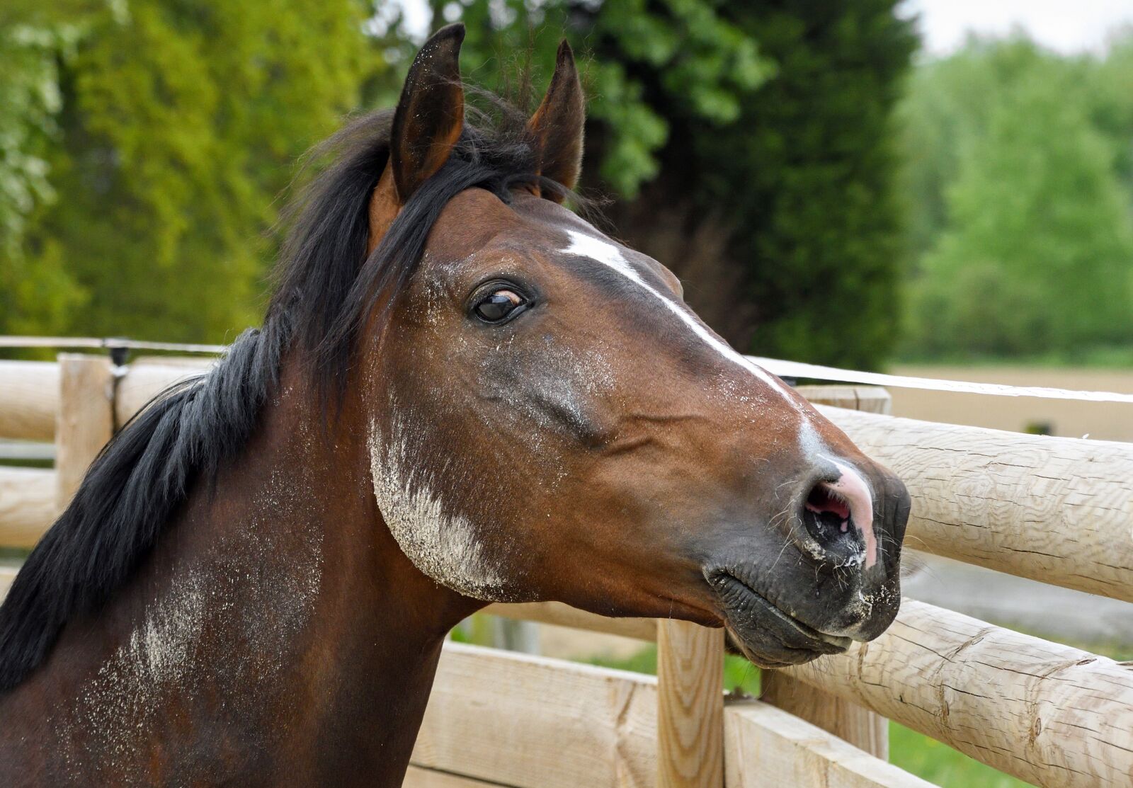 Nikon D500 sample photo. Horse, bai, portrait photography