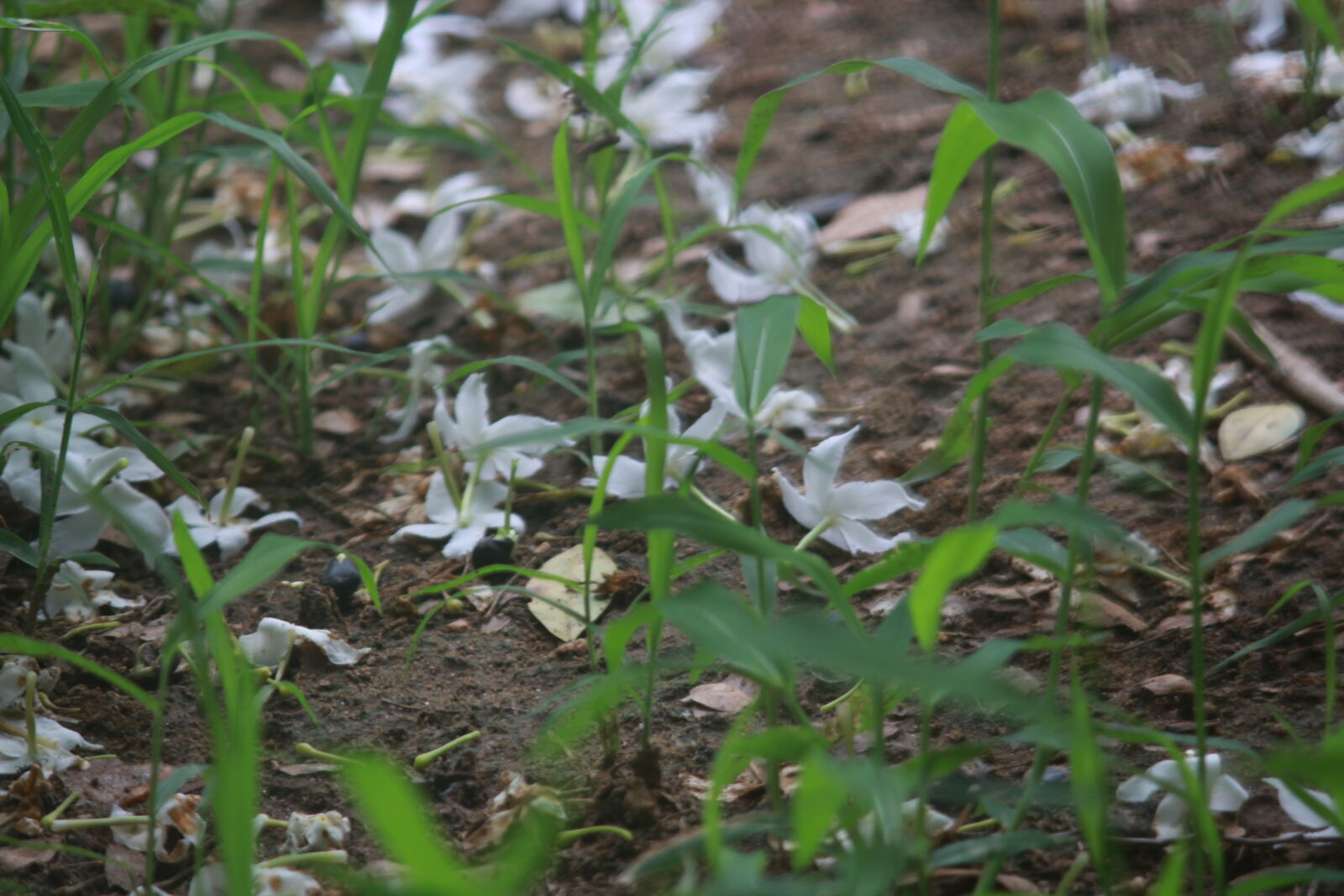 Canon EOS 700D (EOS Rebel T5i / EOS Kiss X7i) sample photo