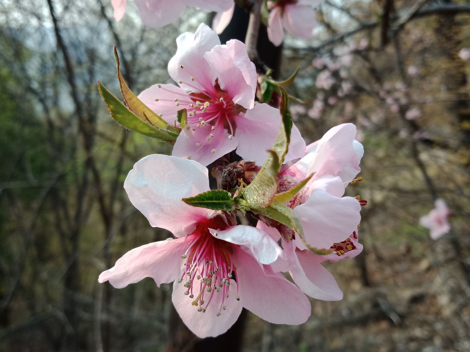 OPPO A83(2018) sample photo. Weeping cherry, cherry blossom photography