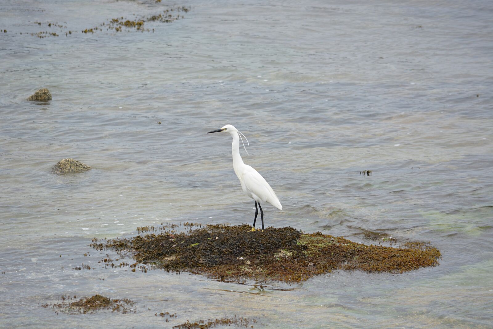 Nikon D5200 sample photo. Egret, wildlife, bird photography