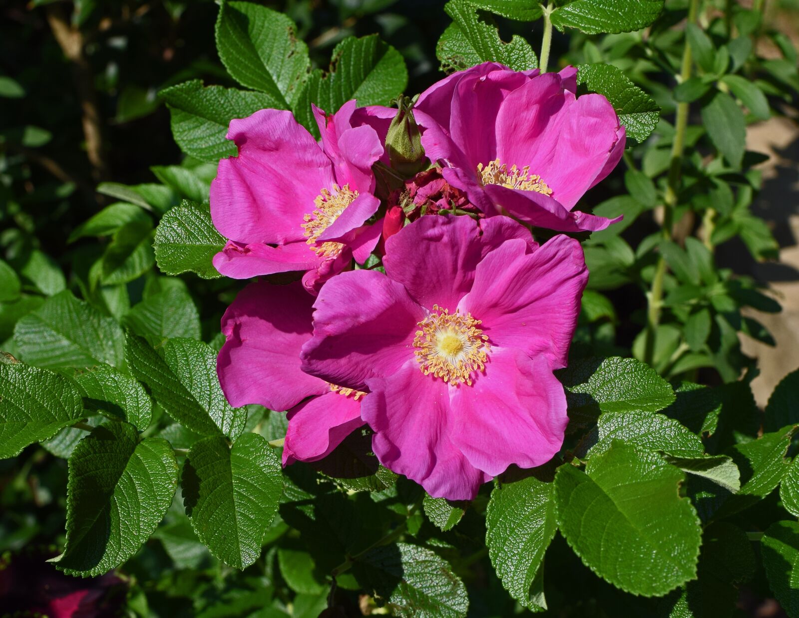 Nikon D3300 sample photo. Rose, rugosa rose with photography