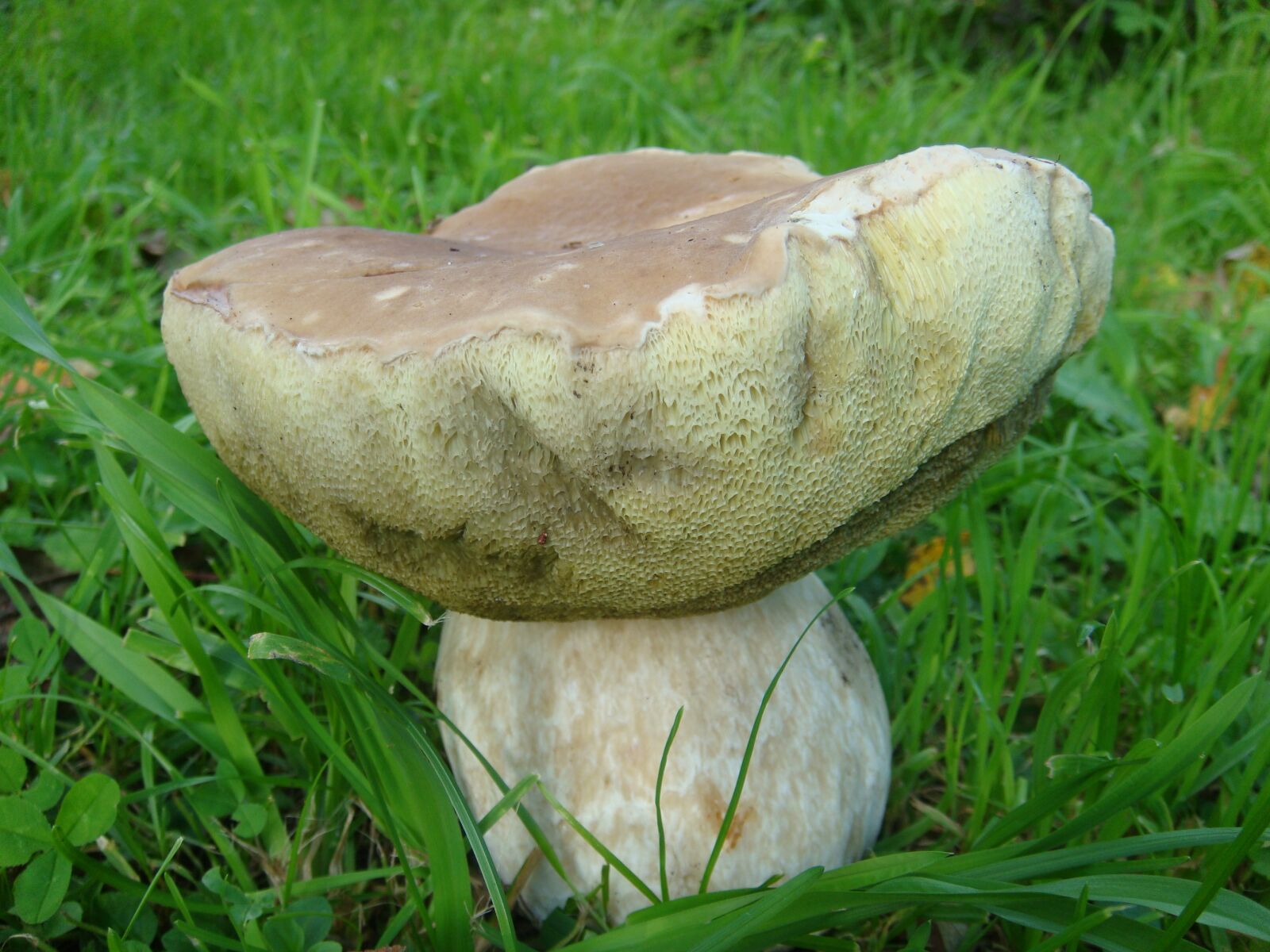 Sony DSC-T300 sample photo. Mushrooms, autumn, white mushroom photography