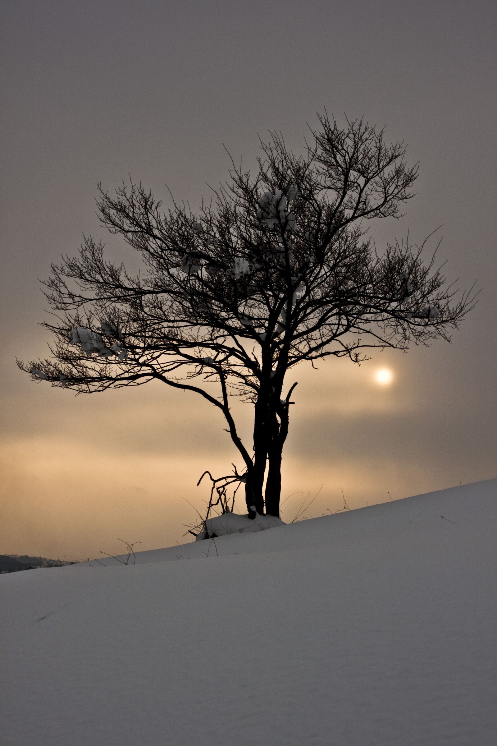 Canon EOS 500D (EOS Rebel T1i / EOS Kiss X3) sample photo. Winter, snow, tree photography