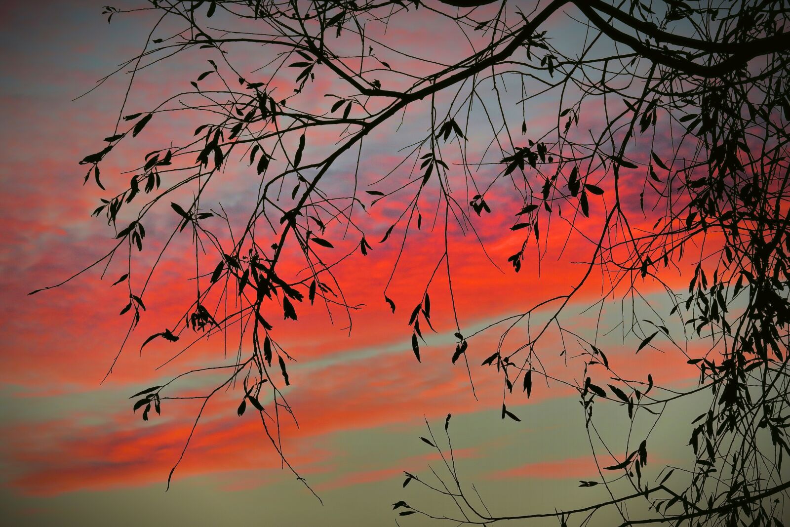 Nikon Coolpix P900 sample photo. Sunset, tree, sky photography