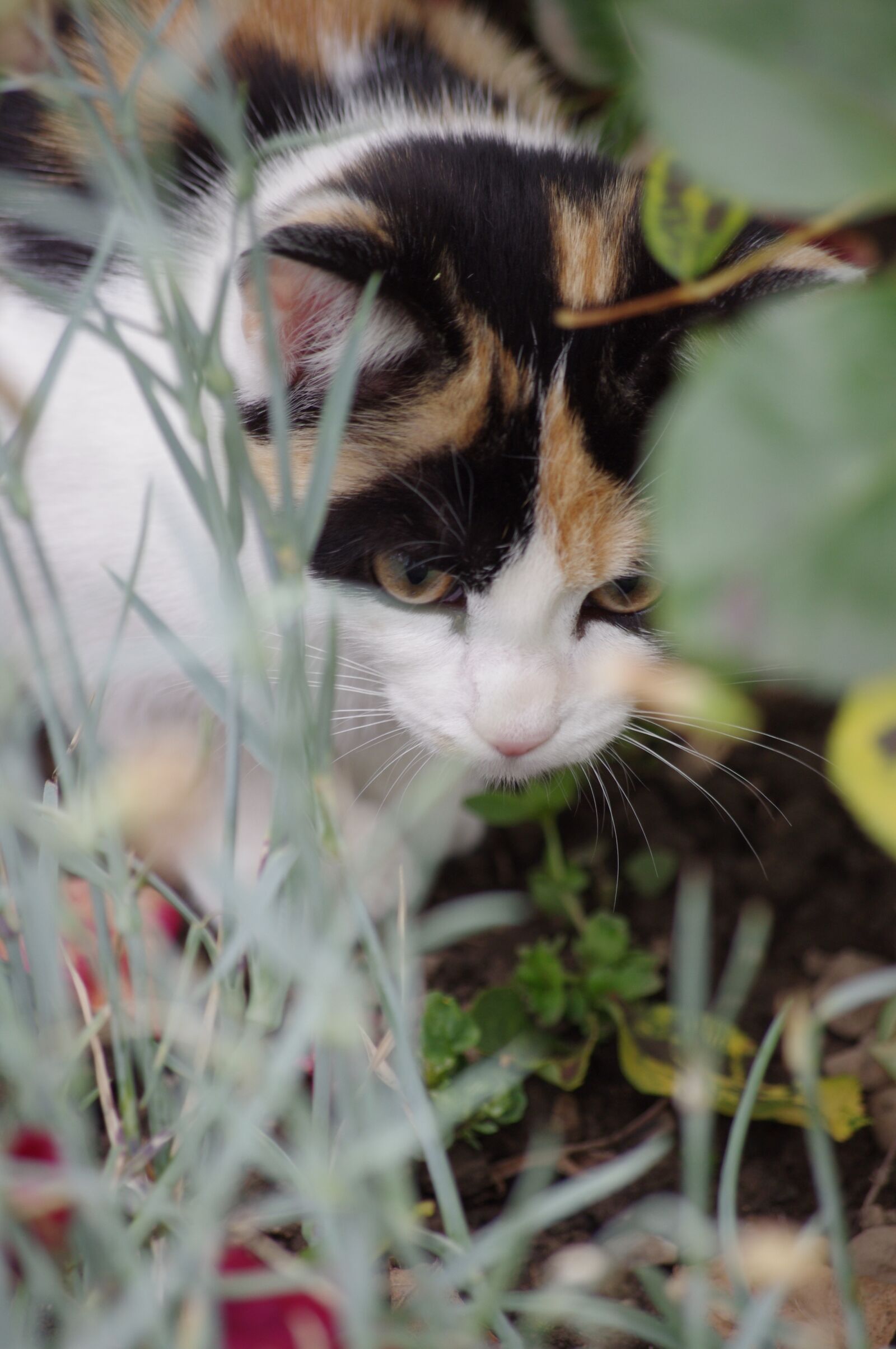 Pentax K-r sample photo. Cat, domestic animal, feline photography