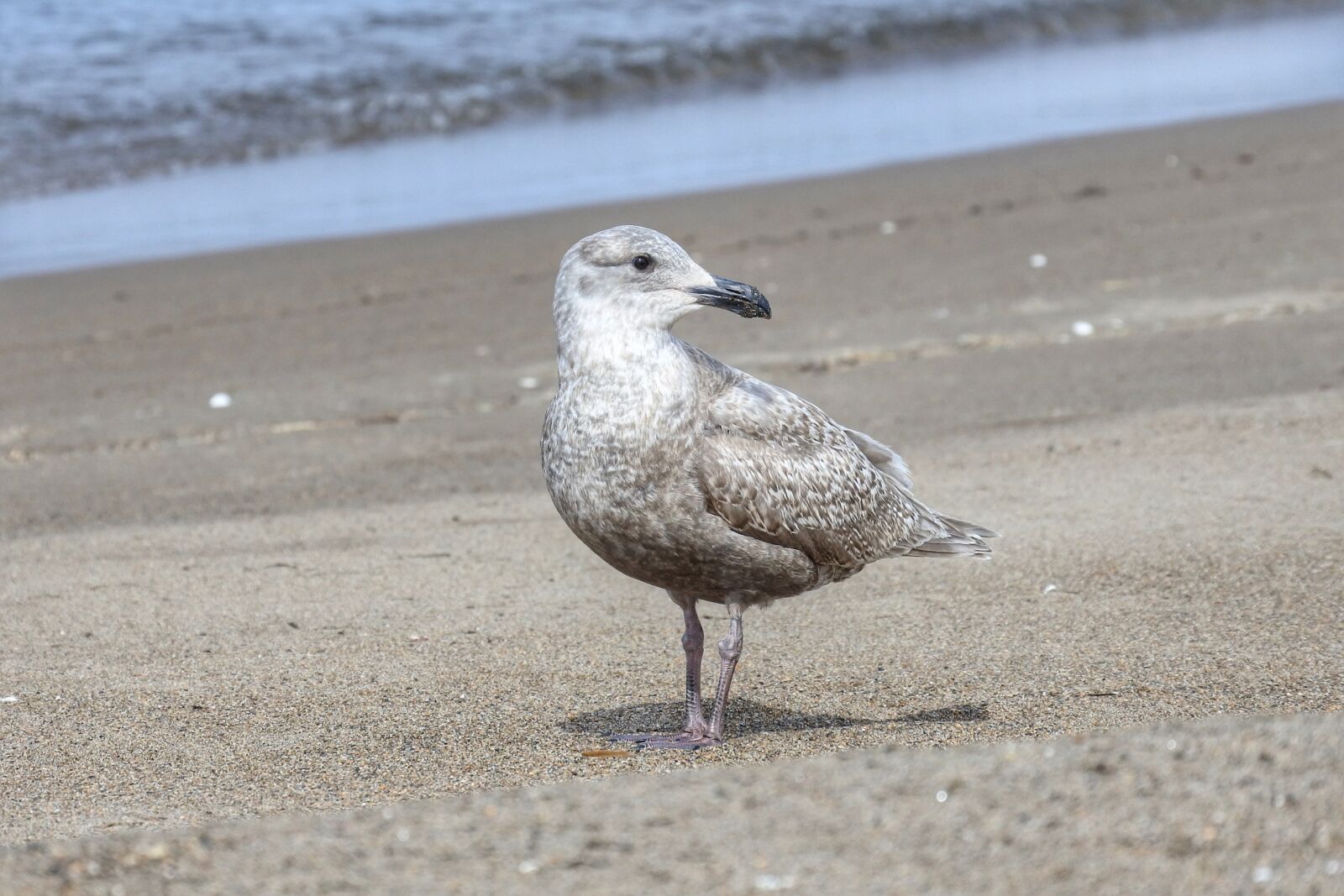 Nikon 1 Nikkor VR 30-110mm F3.8-5.6 sample photo. Animal, sea, beach photography