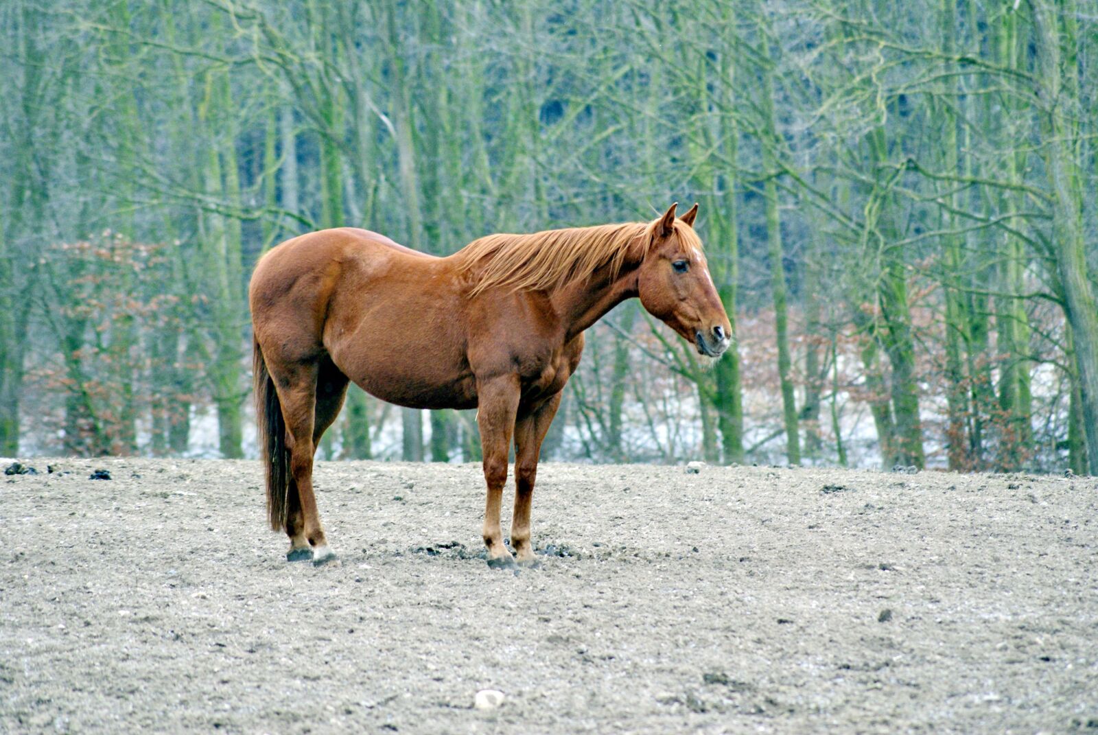 Sony Alpha DSLR-A200 sample photo. Horse, pasture, animal photography