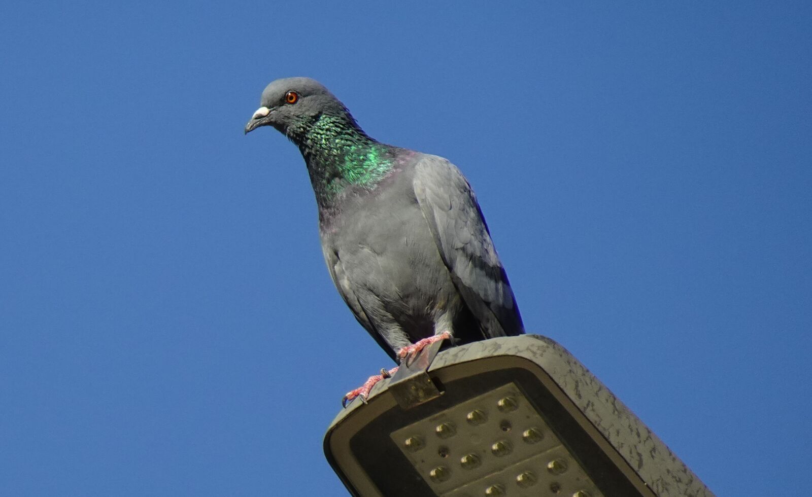 Sony DSC-WX800 sample photo. Bird, rock dove, rock photography
