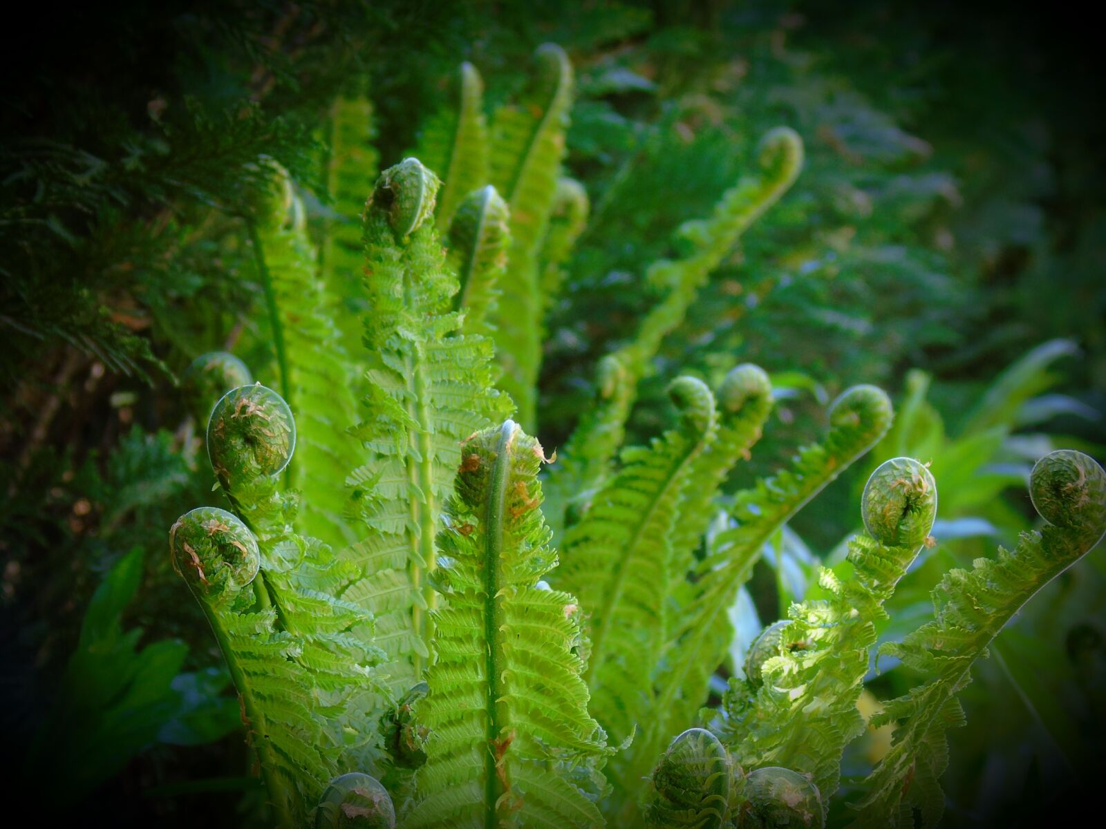 Sony Cyber-shot DSC-H400 sample photo. Fern, nature, plant photography