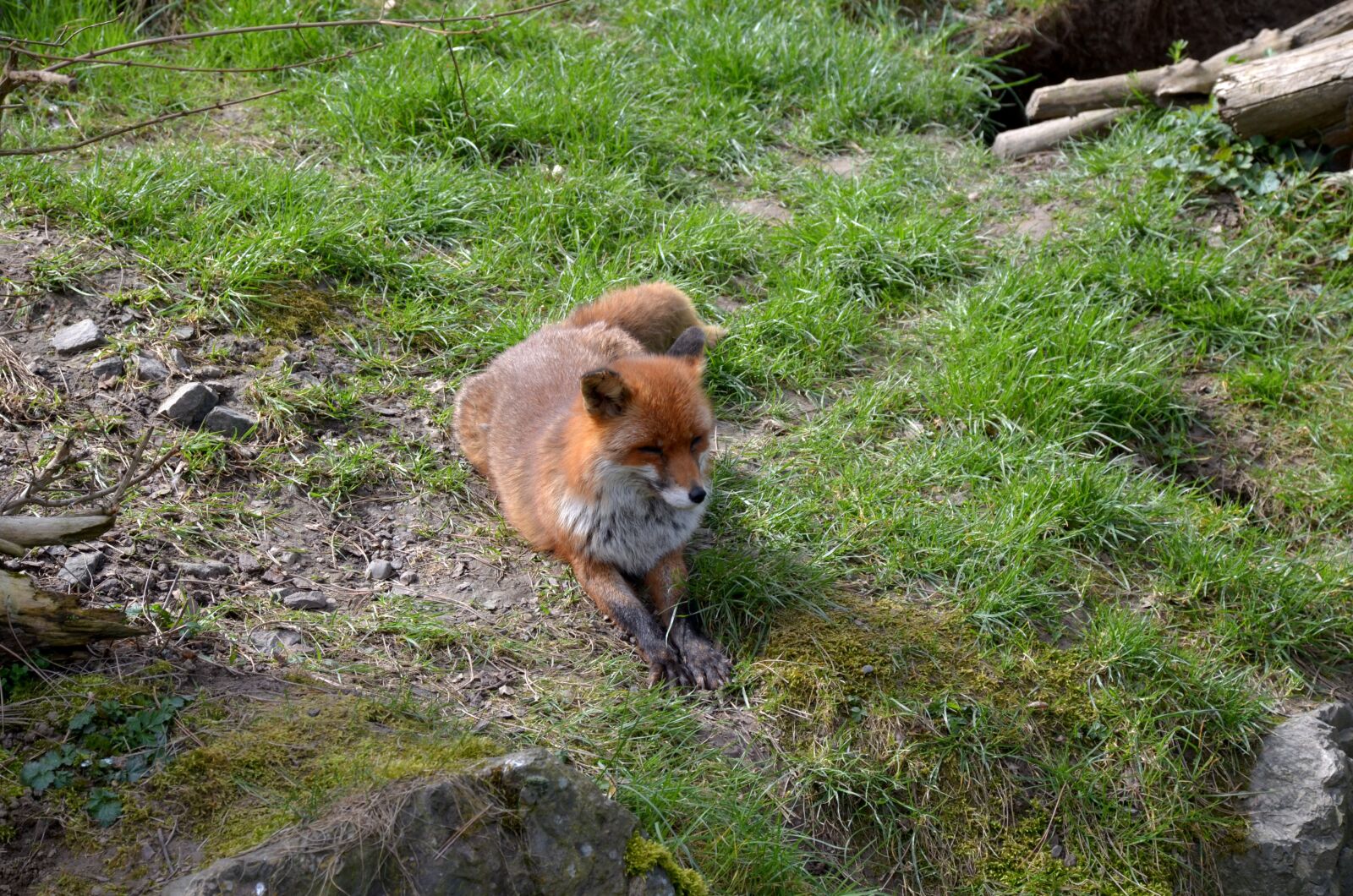 Nikon D5100 sample photo. Nature, grass, animal photography