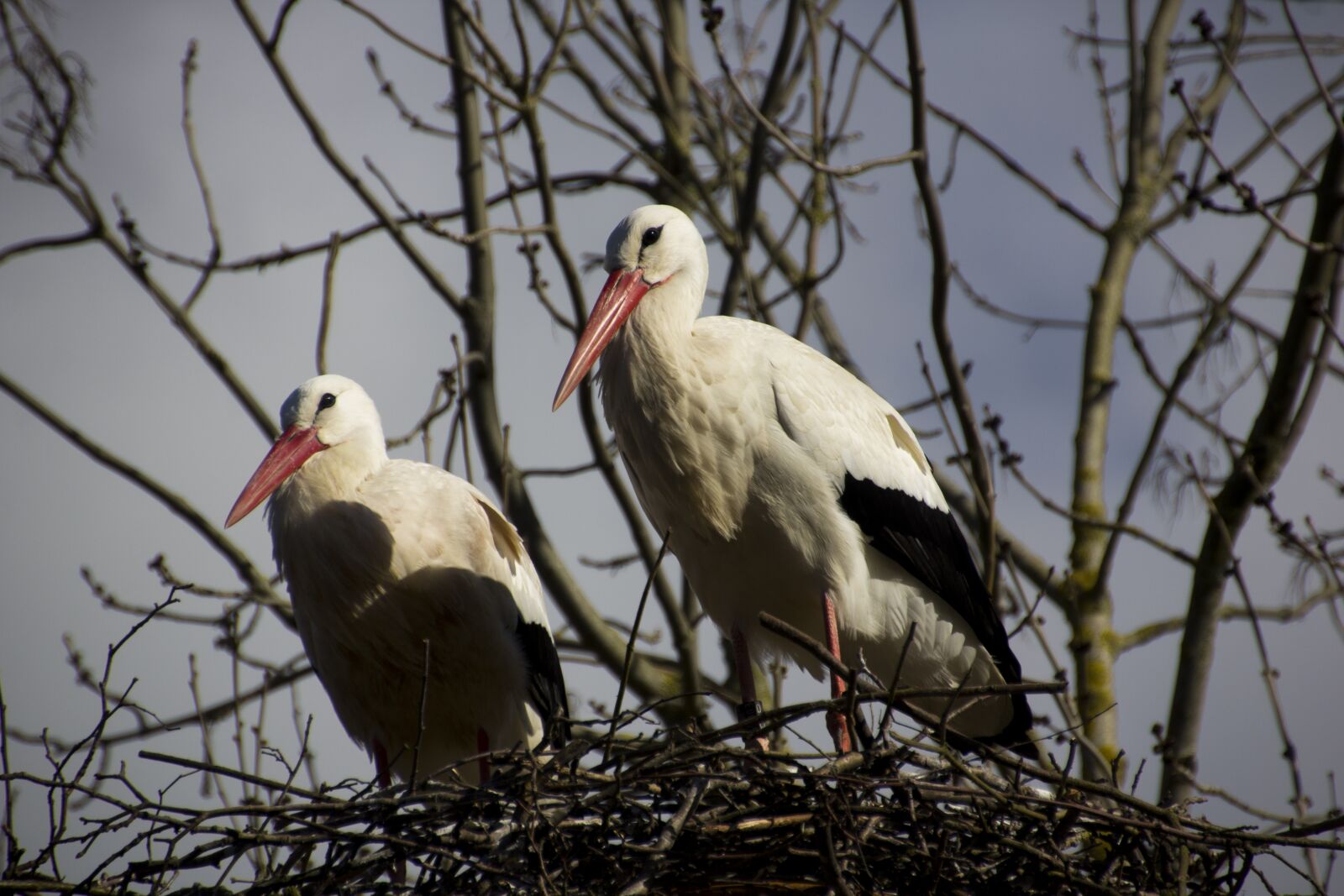 Canon EOS 60D sample photo. Stork, bird, animal photography