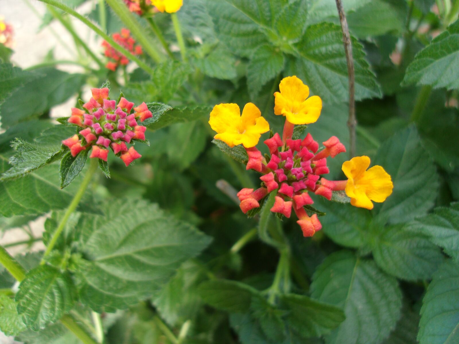 Kodak PIXPRO FZ41 sample photo. Lantana, flower cluster, spring photography