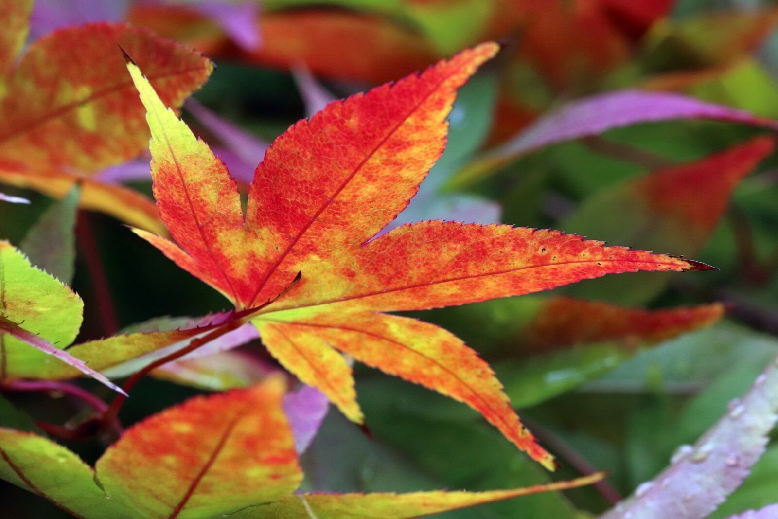 Canon EOS 800D (EOS Rebel T7i / EOS Kiss X9i) sample photo. Autumn, autumn leaves, colorful photography