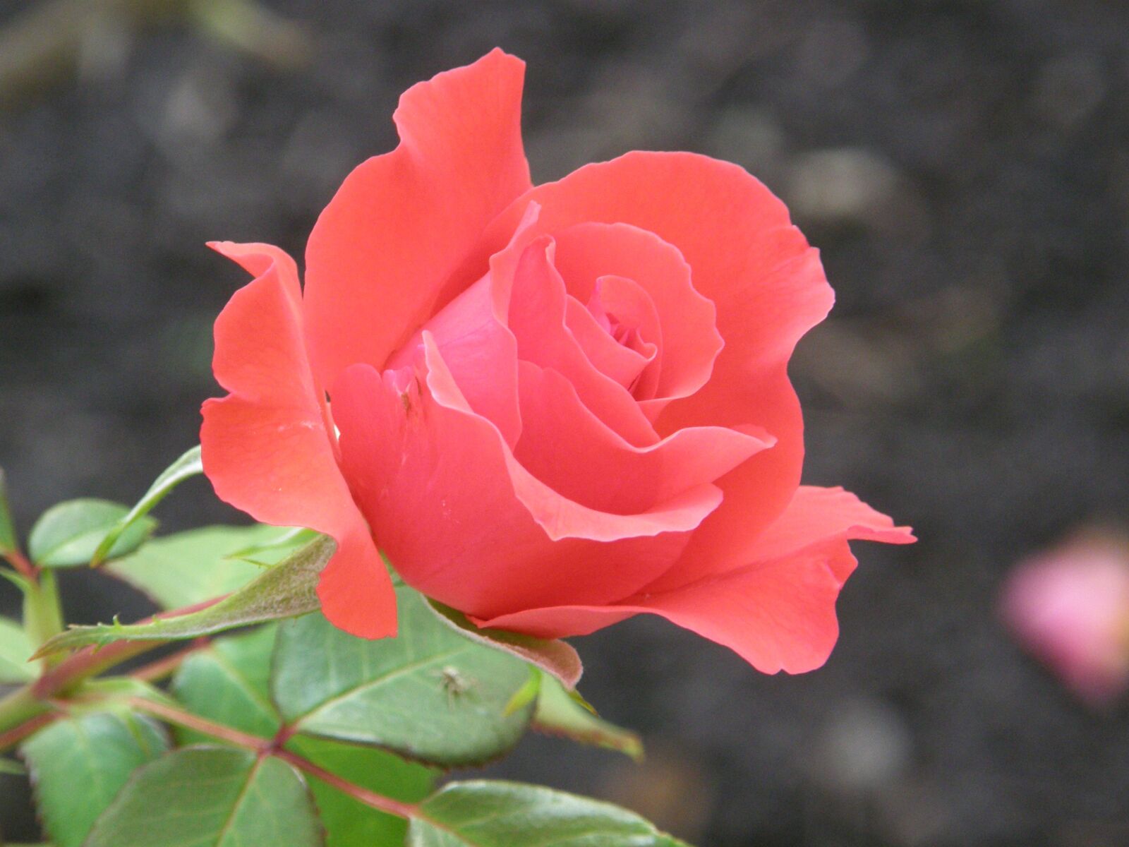 Olympus SP550UZ sample photo. Rose, floribunda, romantic photography