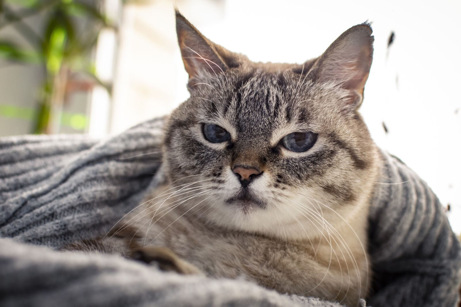 Nikon D5300 sample photo. Cat, animal, cats photography