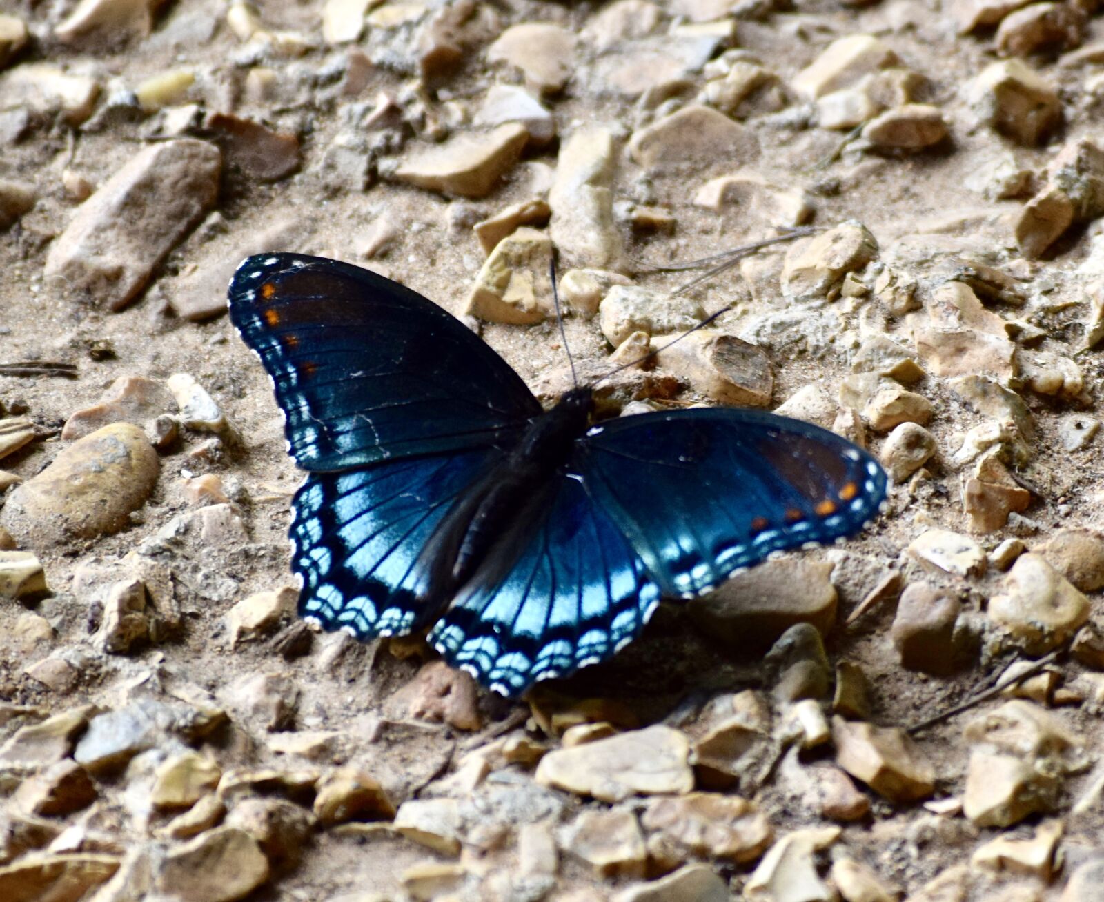 Nikon D3300 sample photo. Butterfly, blue, insect photography