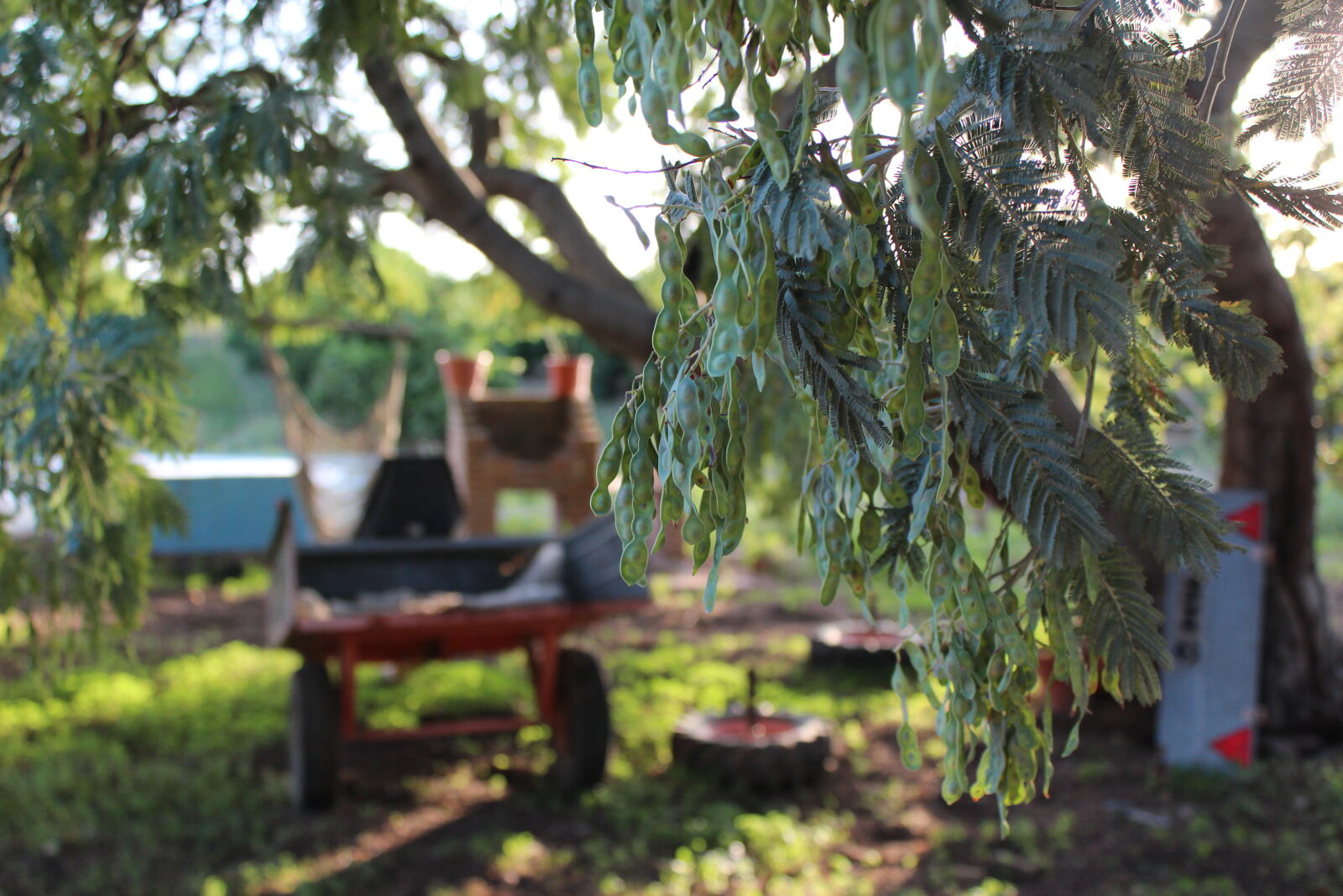 Canon EOS 600D (Rebel EOS T3i / EOS Kiss X5) sample photo. Farm, green, leaves, tree photography