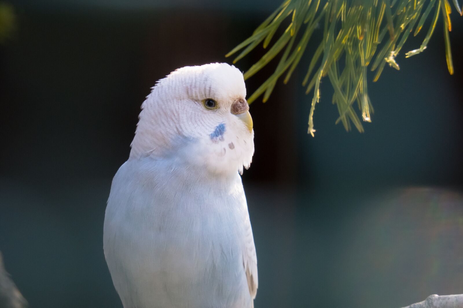 Canon PowerShot G3 X sample photo. Budgie, blue, plumage photography