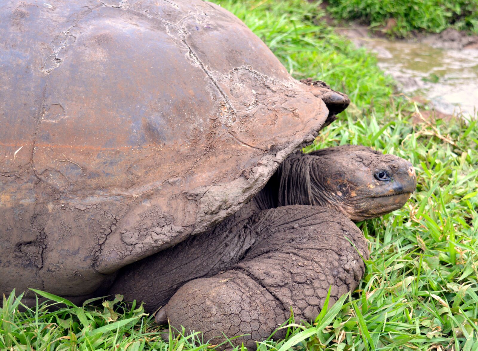 Nikon D3200 sample photo. Turtle, giant tortoise, tortoise photography