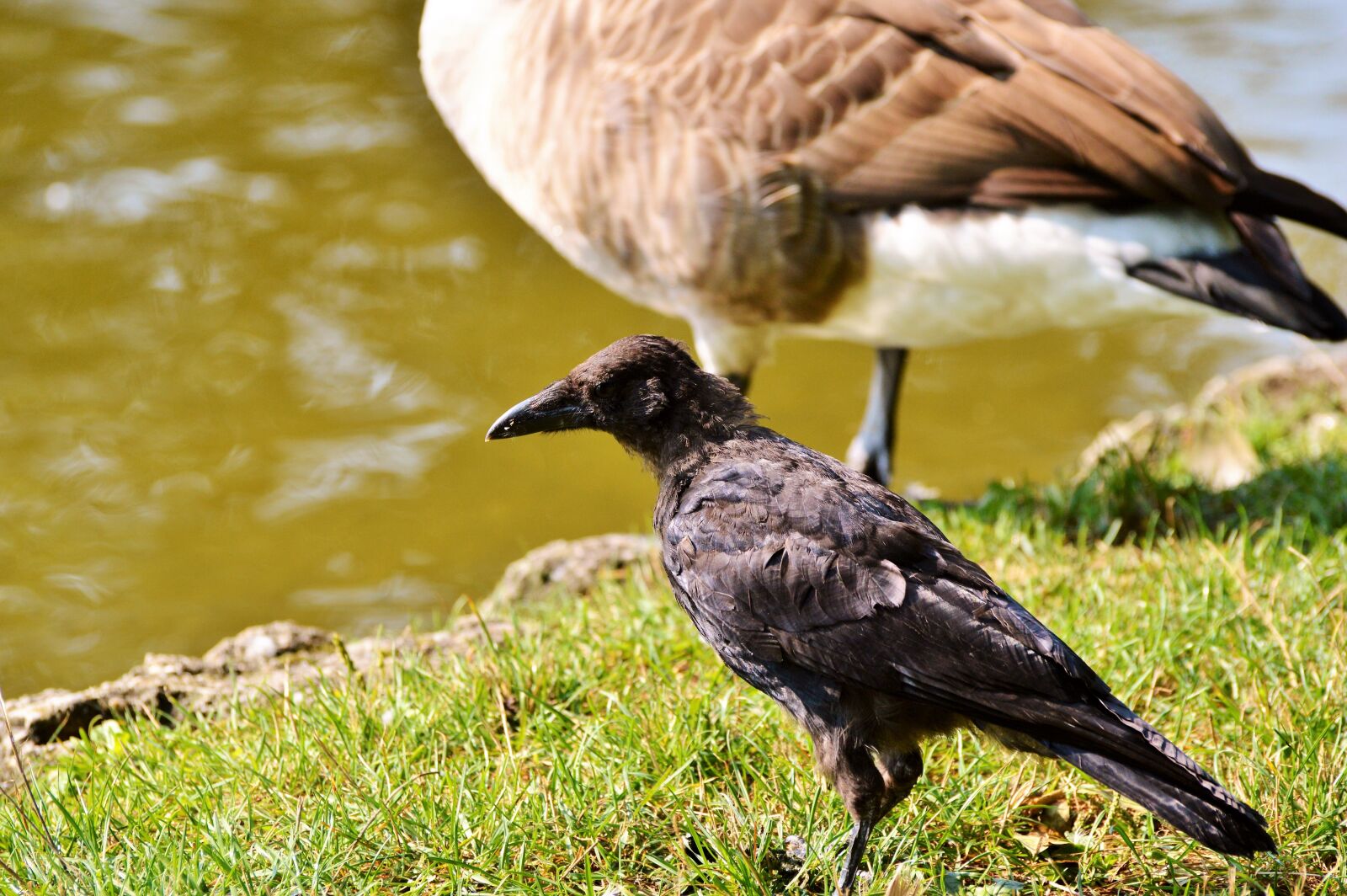 Nikon D3200 sample photo. Raven, raven bird, carrion photography