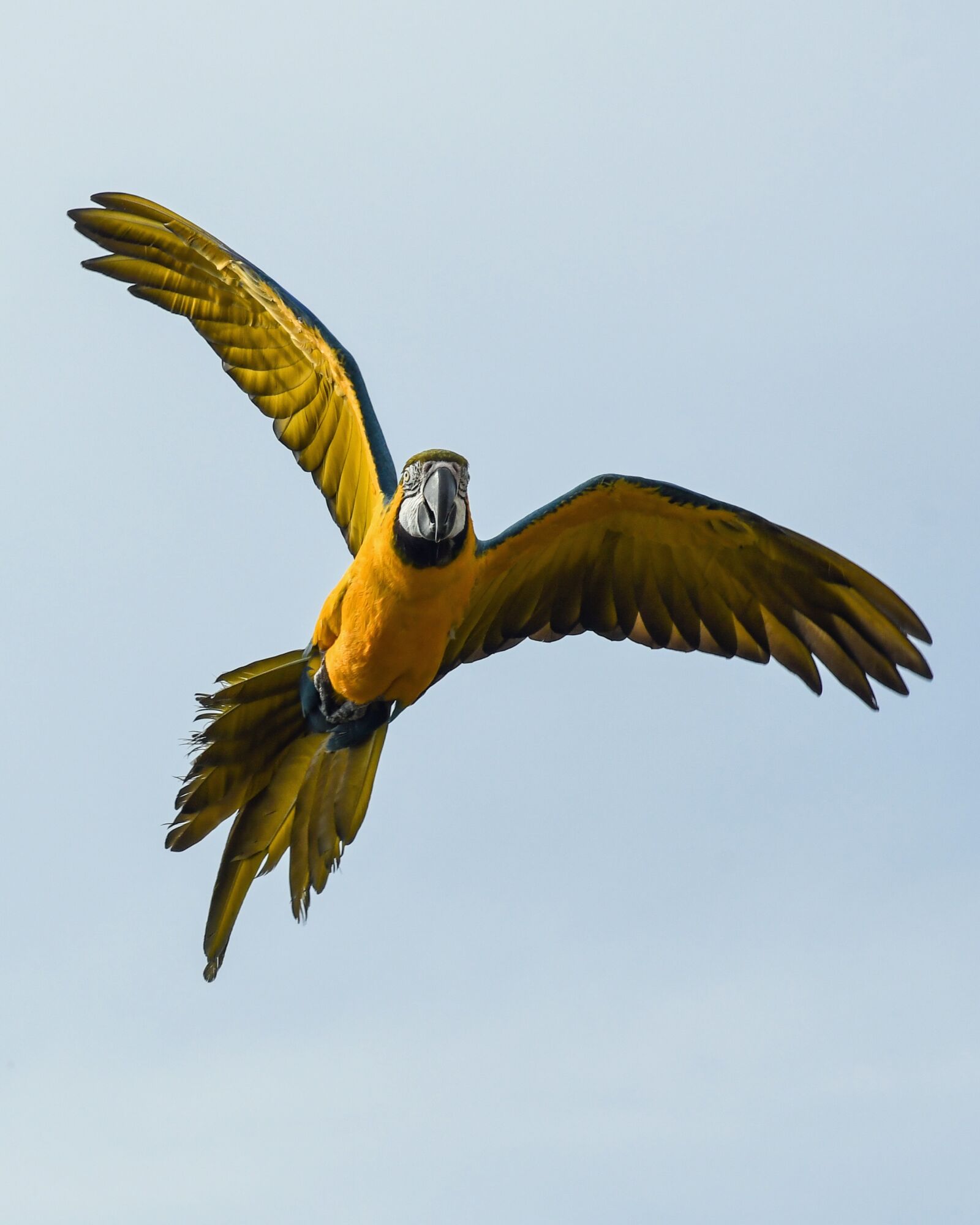 Nikon D500 + Tokina AT-X Pro 100mm F2.8 Macro sample photo. Parrot, blue macaw, fly photography