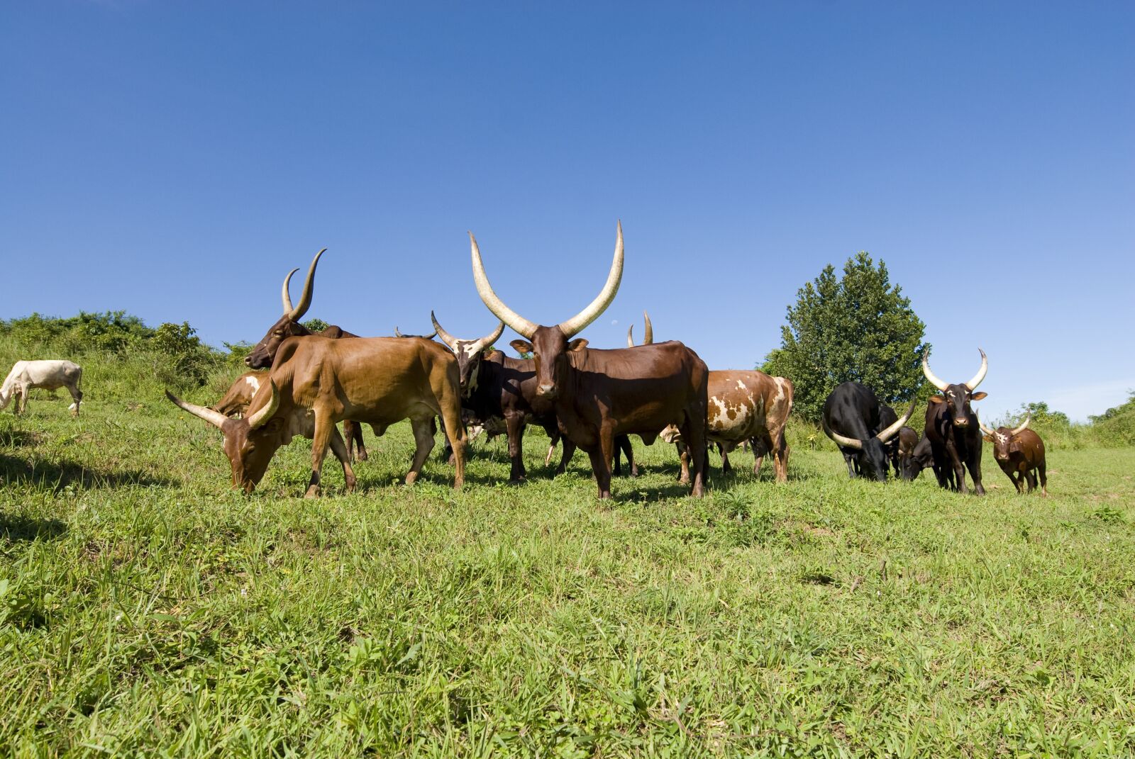 Nikon D200 sample photo. Ankole cows, cows, grazing photography