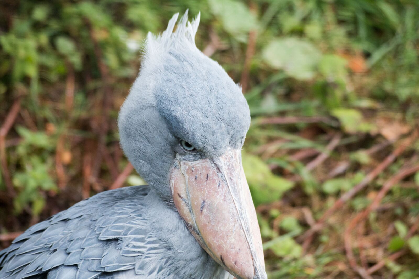 Canon EOS 70D sample photo. Nil beak-in-hoof, bird, blue photography