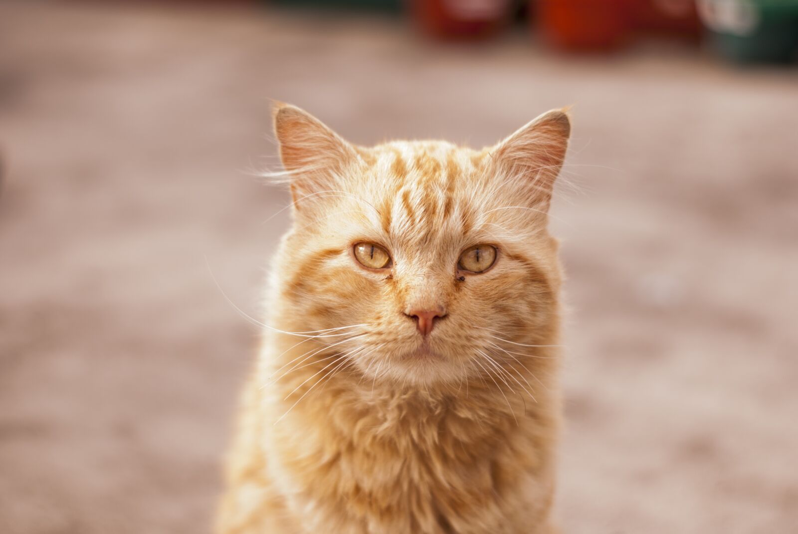 Nikon D60 sample photo. Cute cat, long hair photography