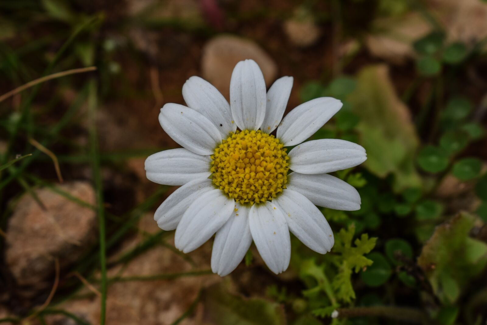 Nikon D3300 sample photo. Chamomile, nature, flora photography