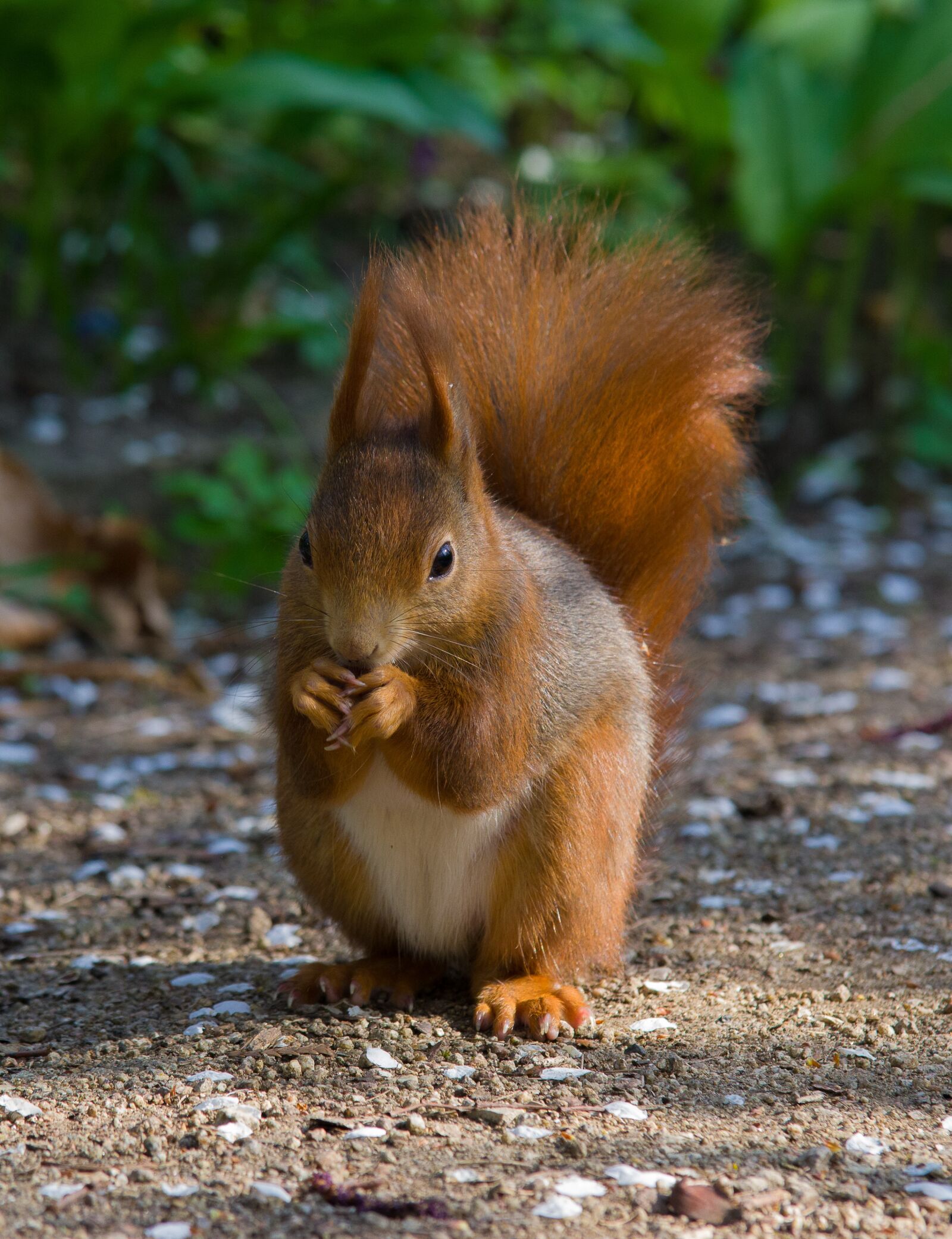 Tamron SP AF 70-200mm F2.8 Di LD (IF) MACRO sample photo. Squirrel, rodent, sweet photography