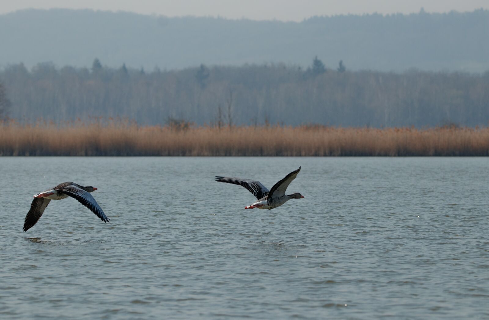 150-600mm F5-6.3 DG OS HSM | Contemporary 015 sample photo. Wild goose, lake, water photography