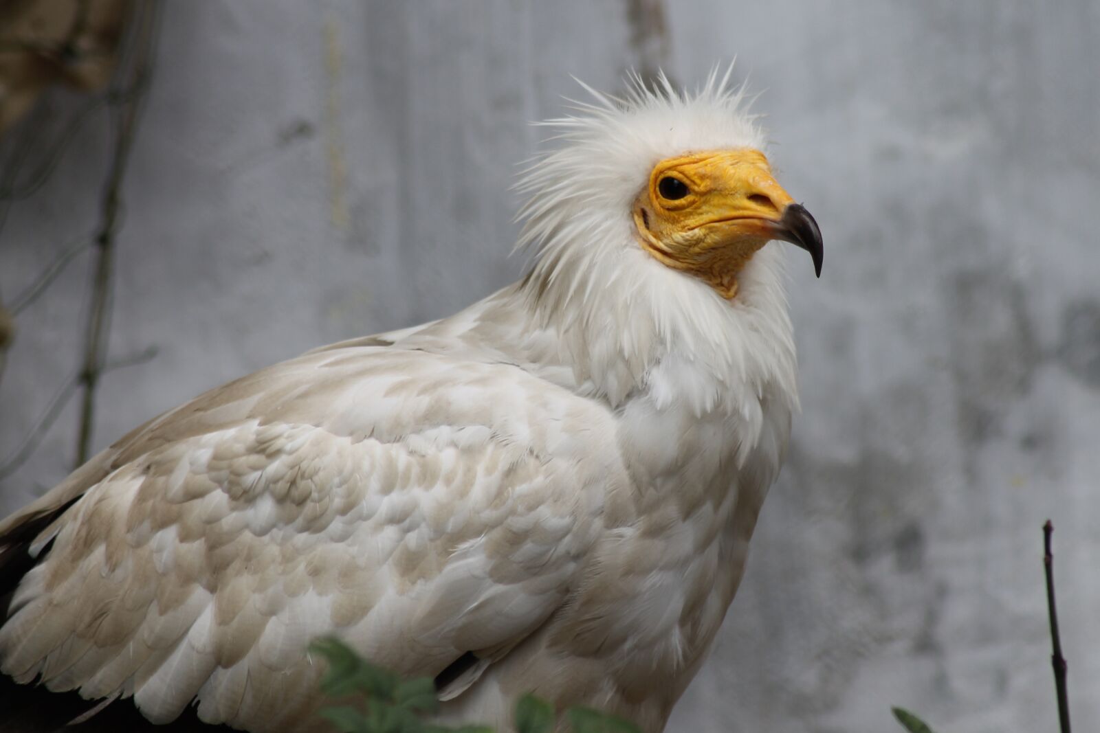 Canon EOS 1100D (EOS Rebel T3 / EOS Kiss X50) sample photo. Bird, zoo, nature photography