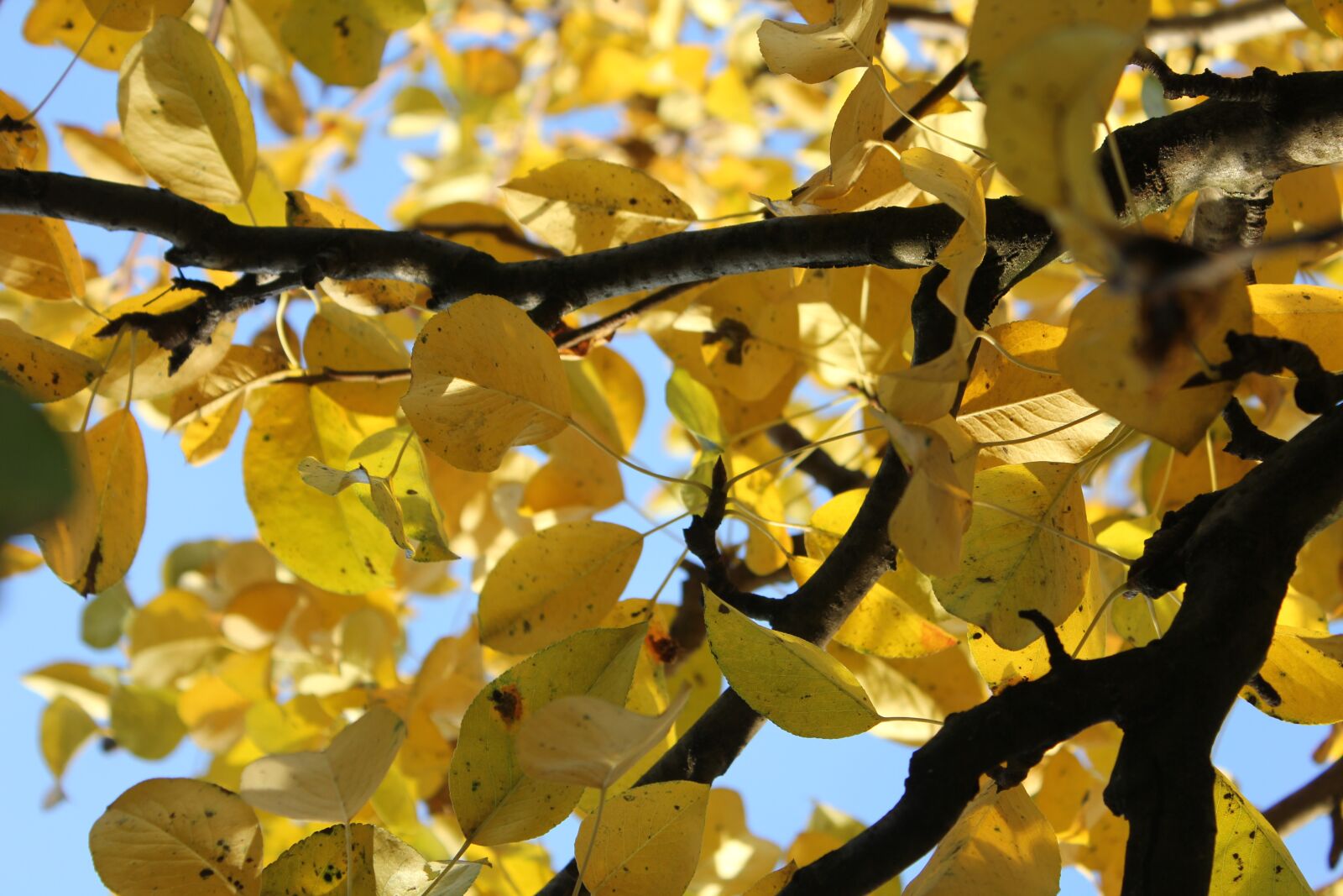 Canon EOS 550D (EOS Rebel T2i / EOS Kiss X4) sample photo. Leaves, autumn, dry leaves photography